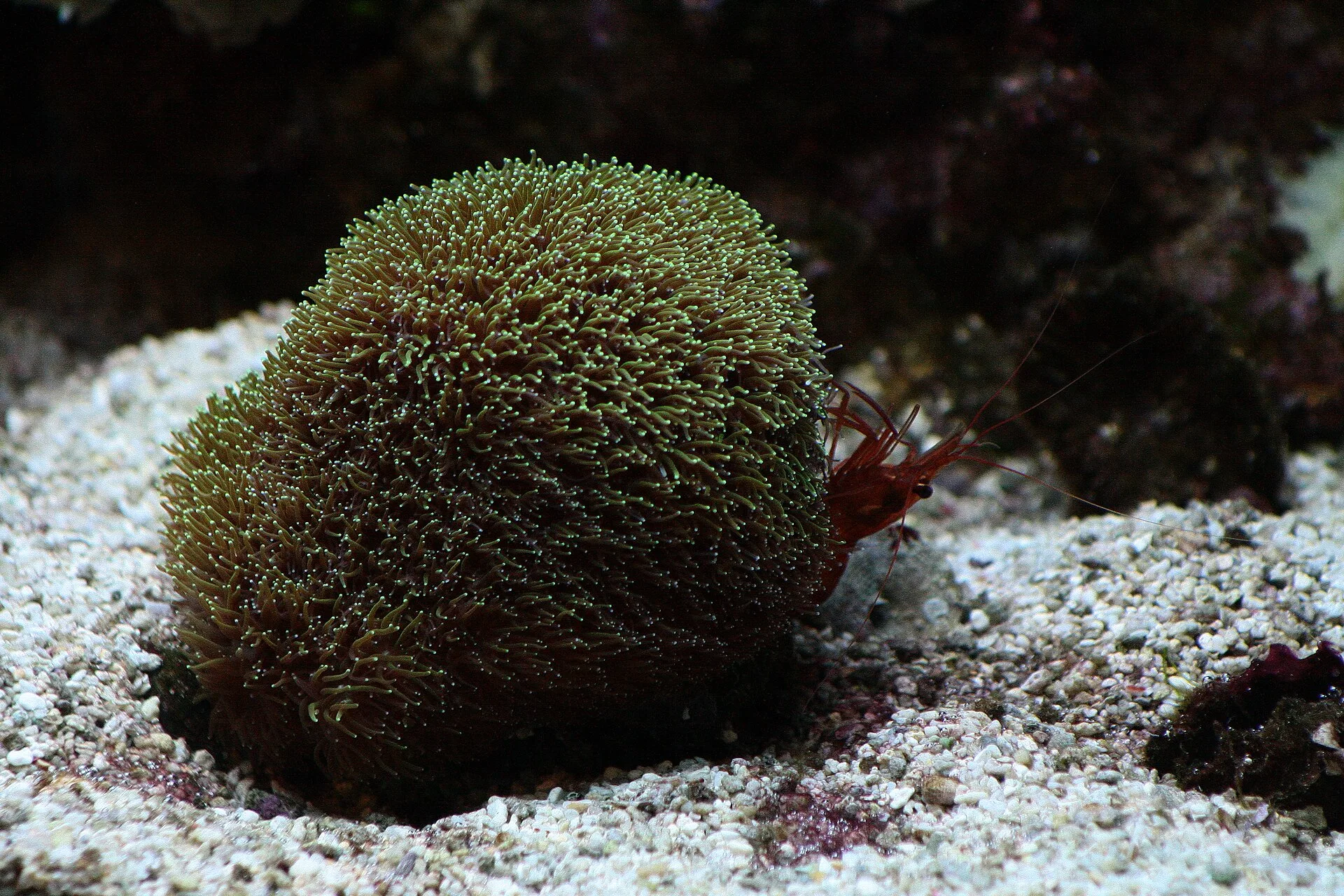 Peppermint Shrimp in <a href=