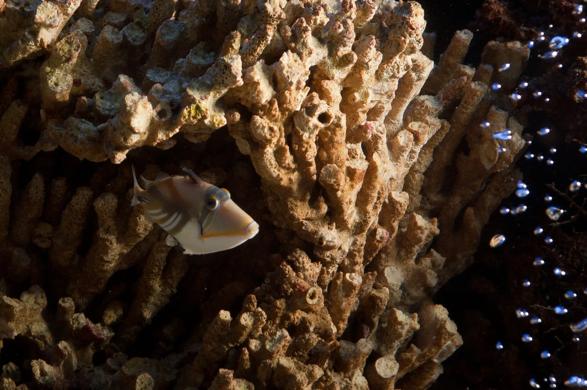 Picasso Triggerfish aquarium photo