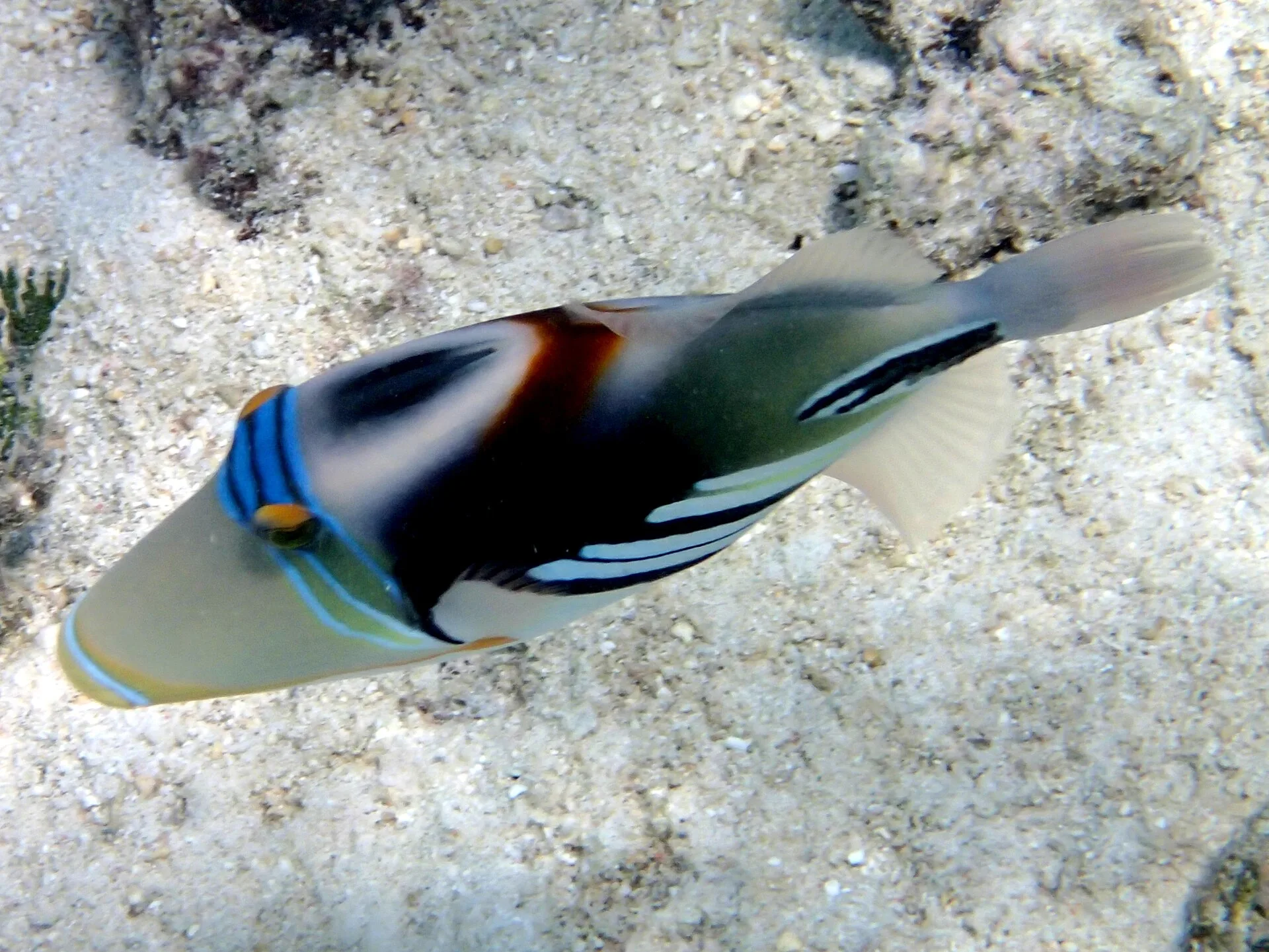 Picasso Triggerfish aquarium photo