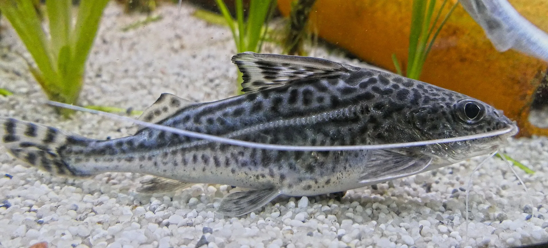 Pictus Catfish in aquarium