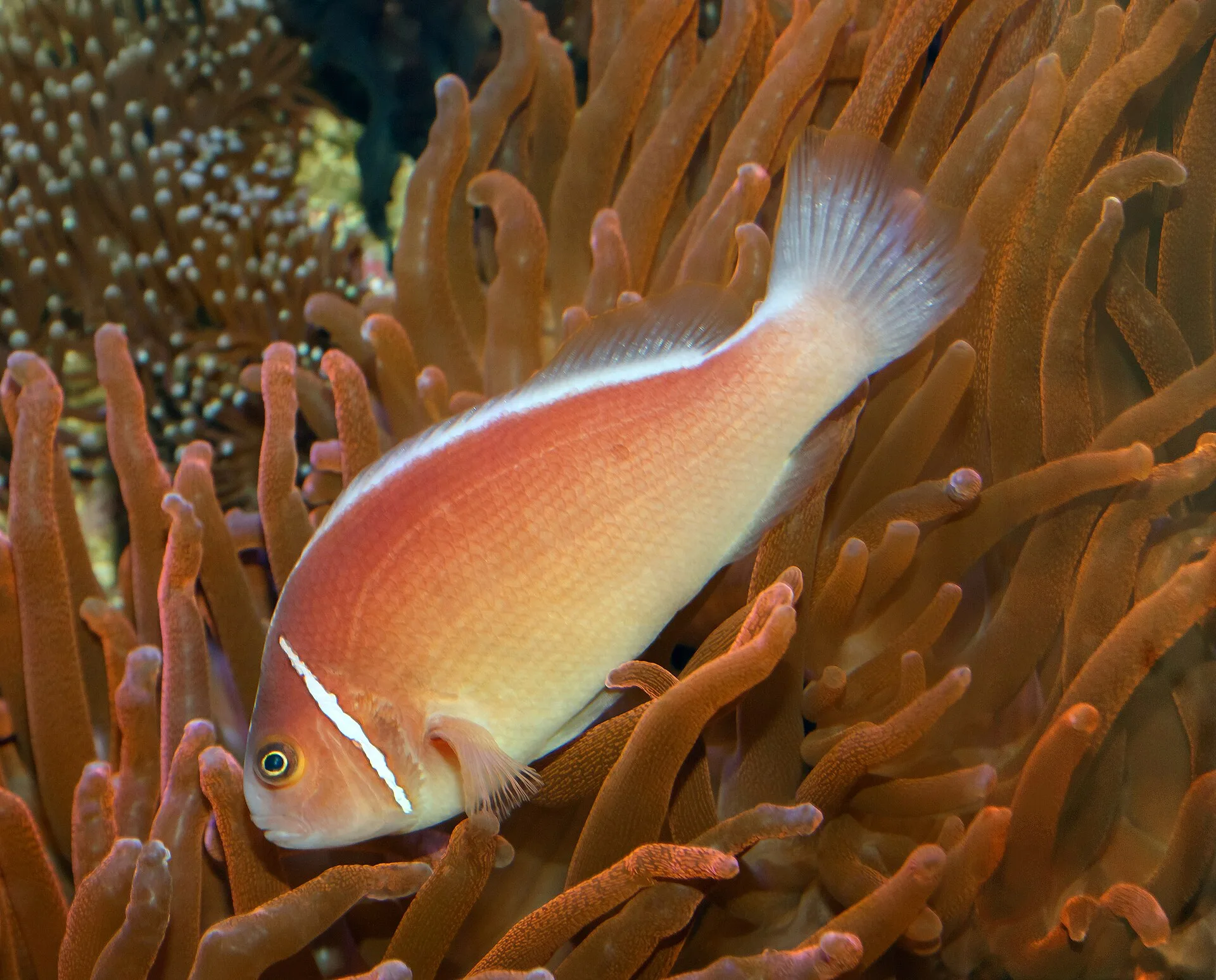 Pink Skunk Clownfish (Amphiprion perideraion)