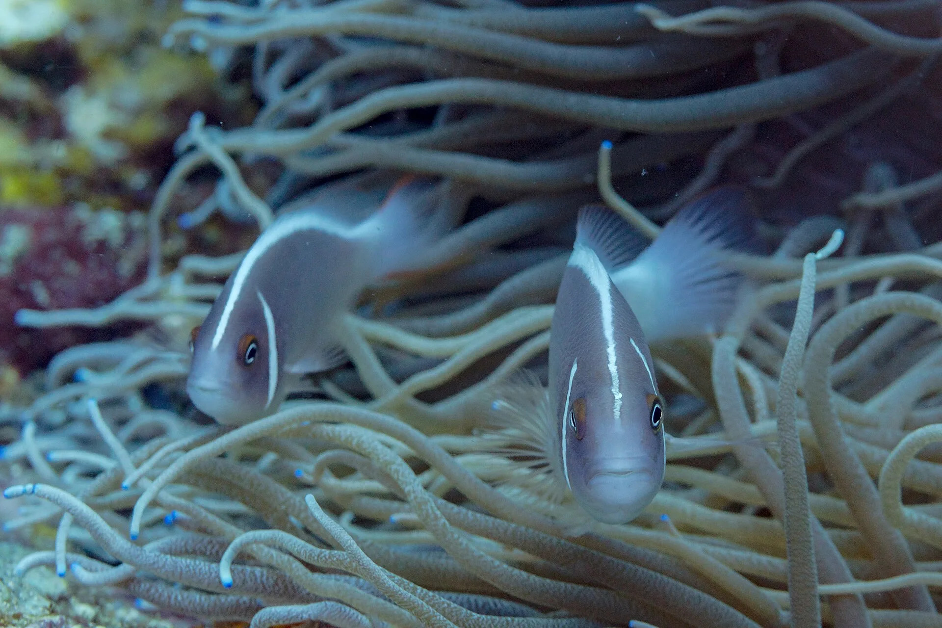 Pink Skunk Clownfish in aquarium