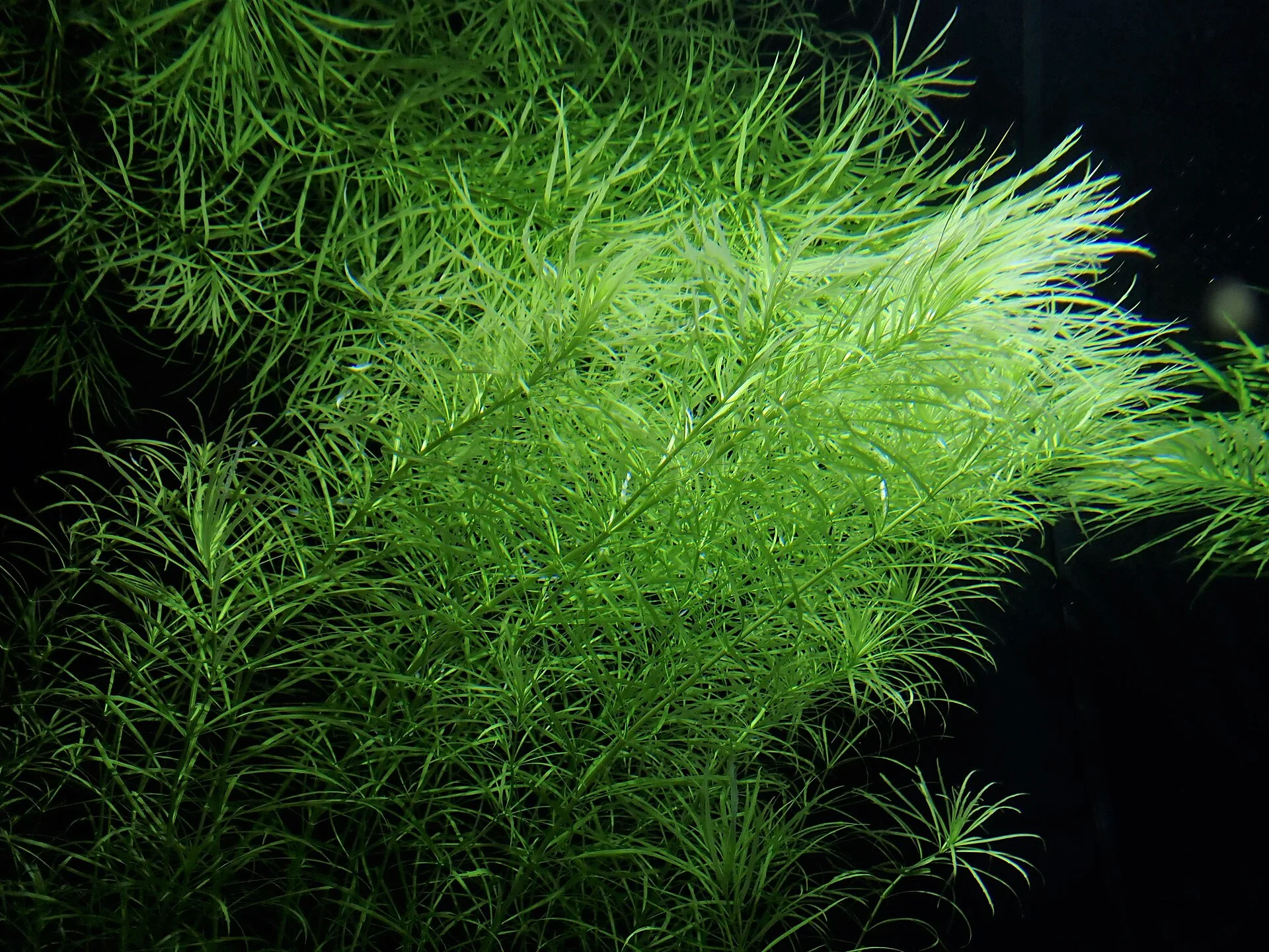 Pogostemon stellatus (Pogostemon stellatus)