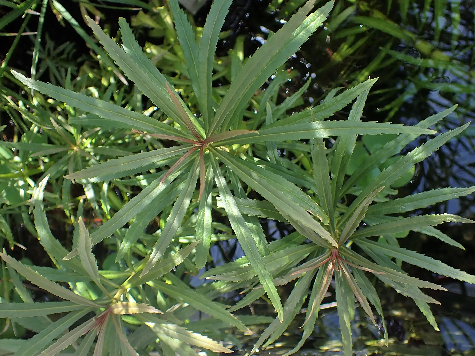 Pogostemon stellatus aquarium plant