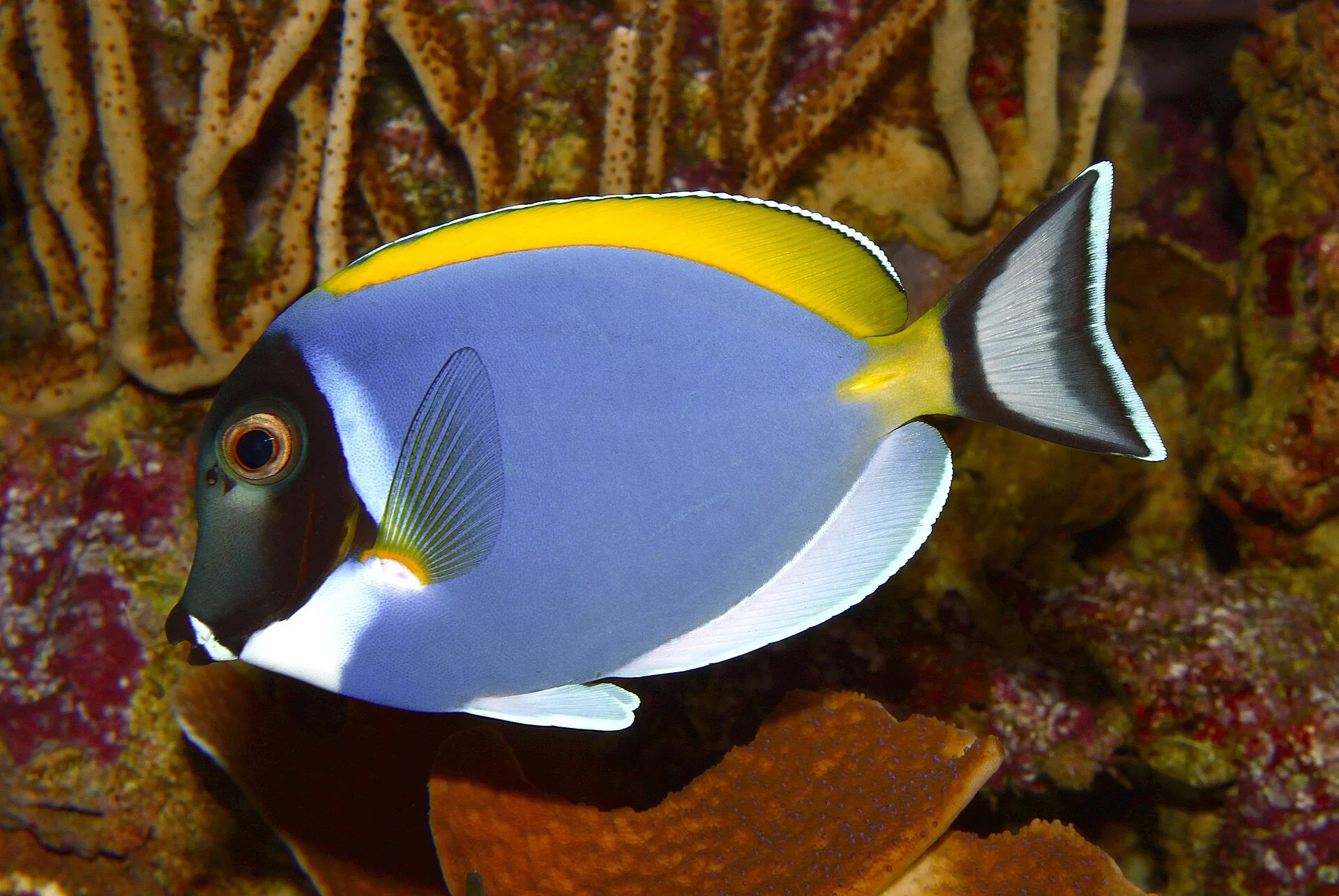 Powder Blue Tang aquarium photo