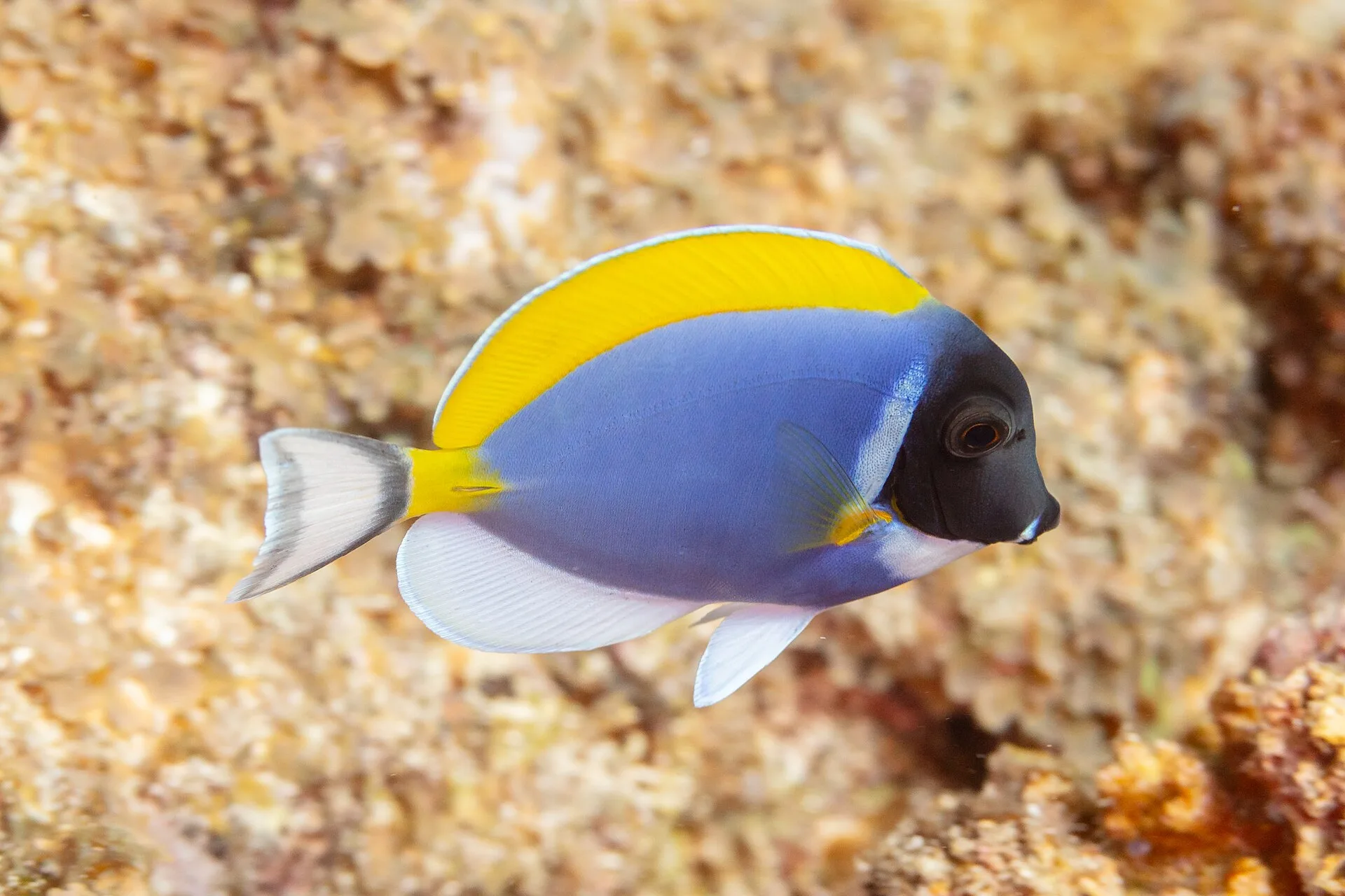 Powder Blue Tang aquarium photo