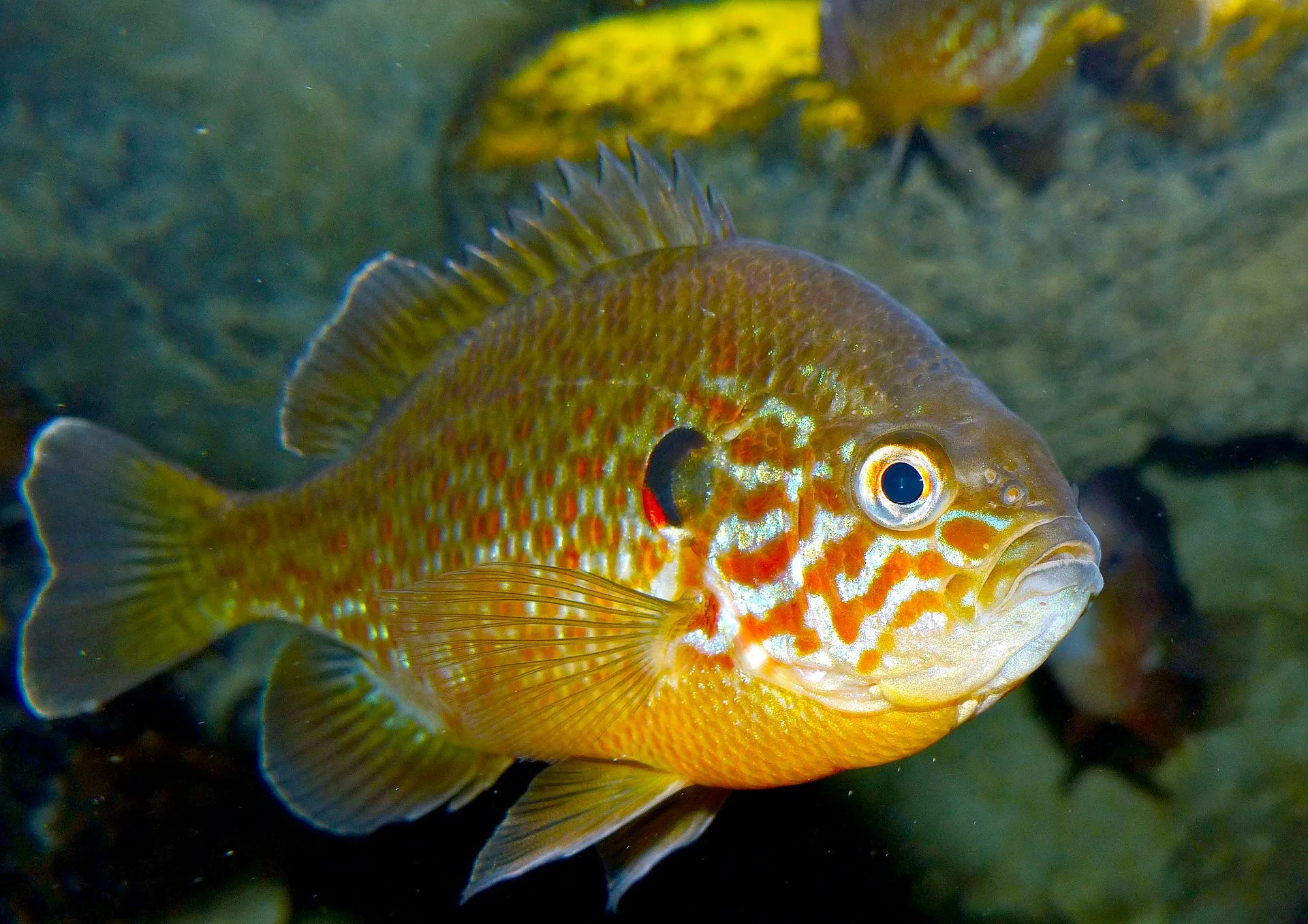 Pumpkinseed Sunfish in aquarium