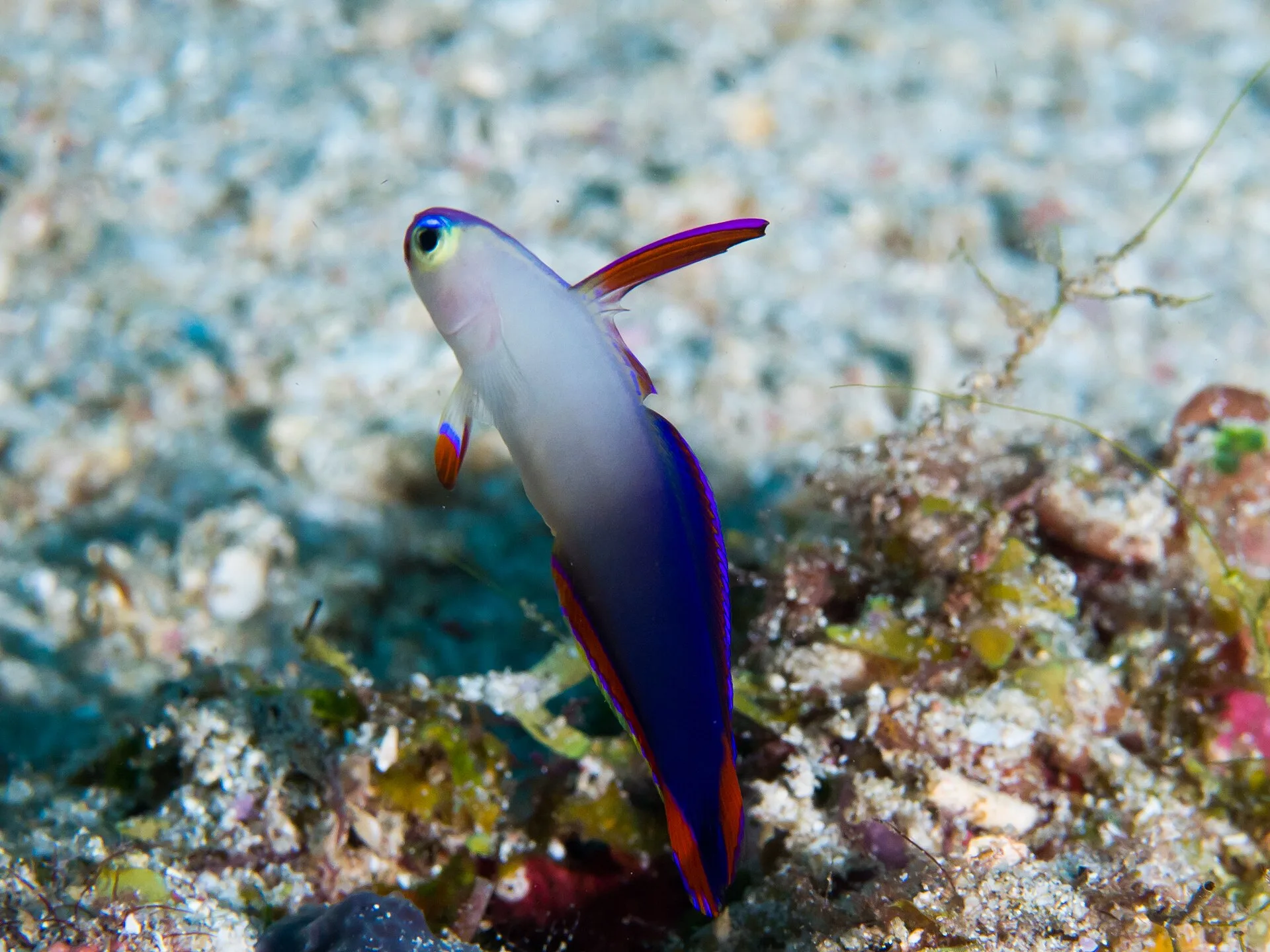 Purple Firefish (Nemateleotris decora)