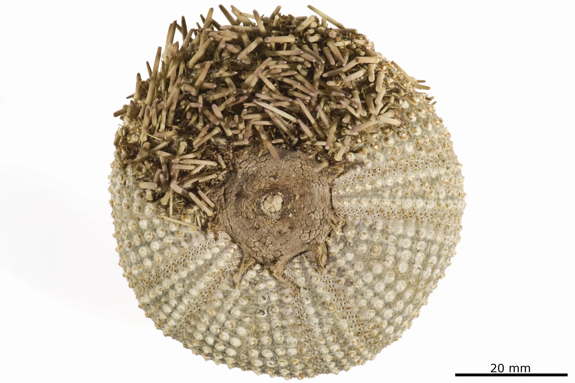 Purple Short Spine Pincushion Urchin aquarium photo