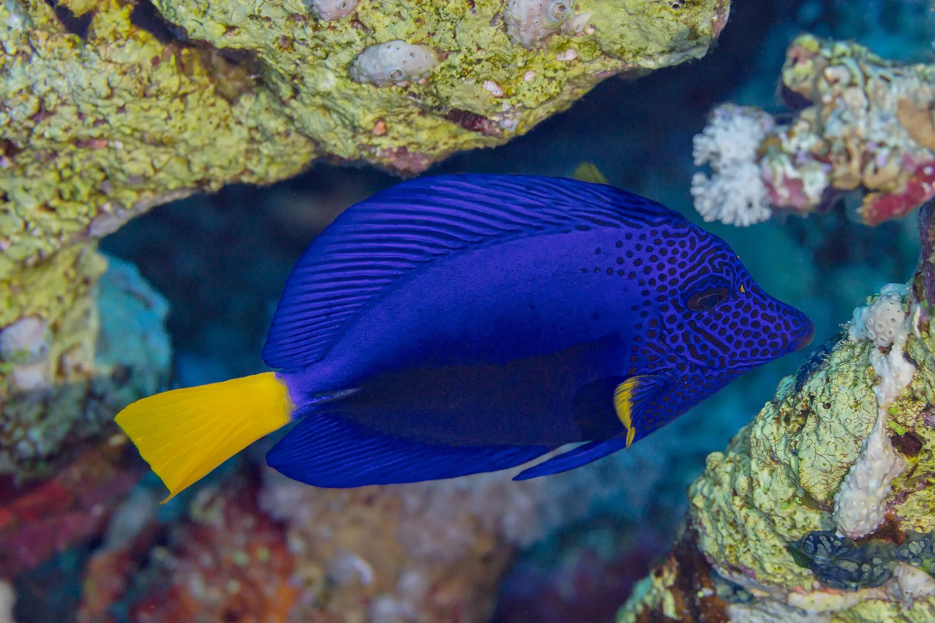 Purple Tang (Zebrasoma xanthurum)