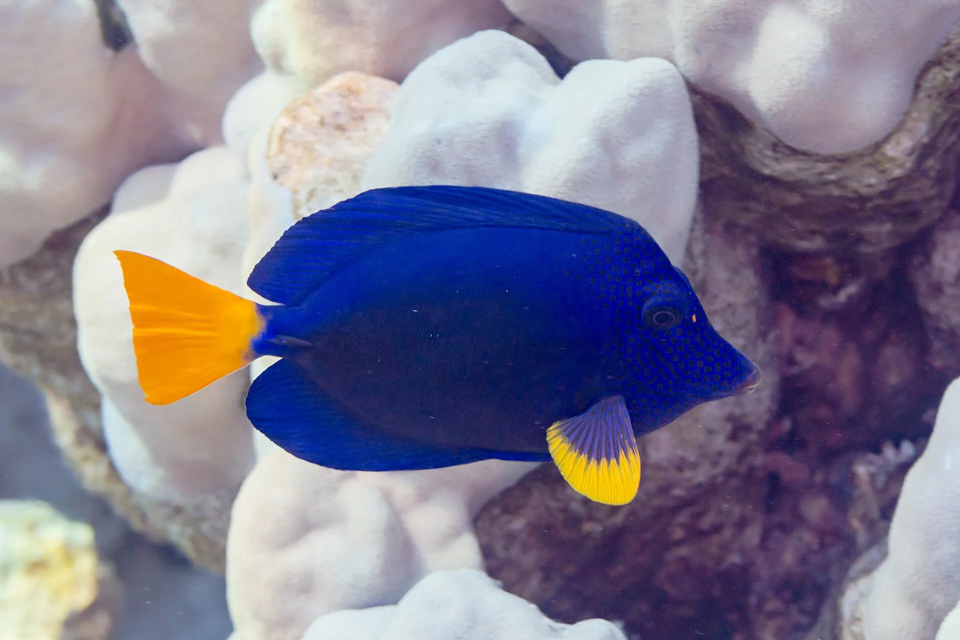 Purple Tang in aquarium