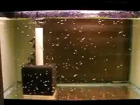Simple heated aquarium suitable for hospital use
