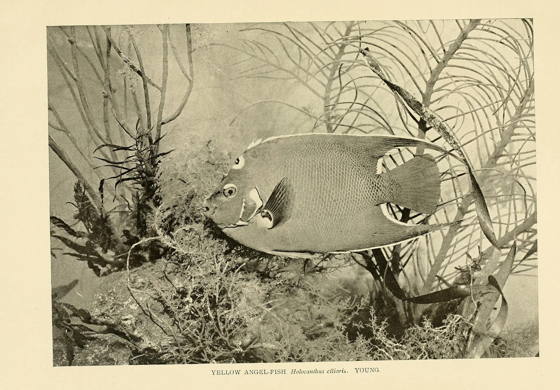 Queen Angelfish aquarium photo