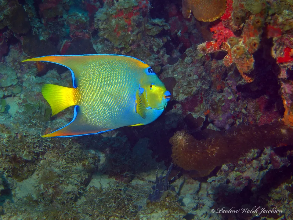 Queen Angelfish aquarium photo