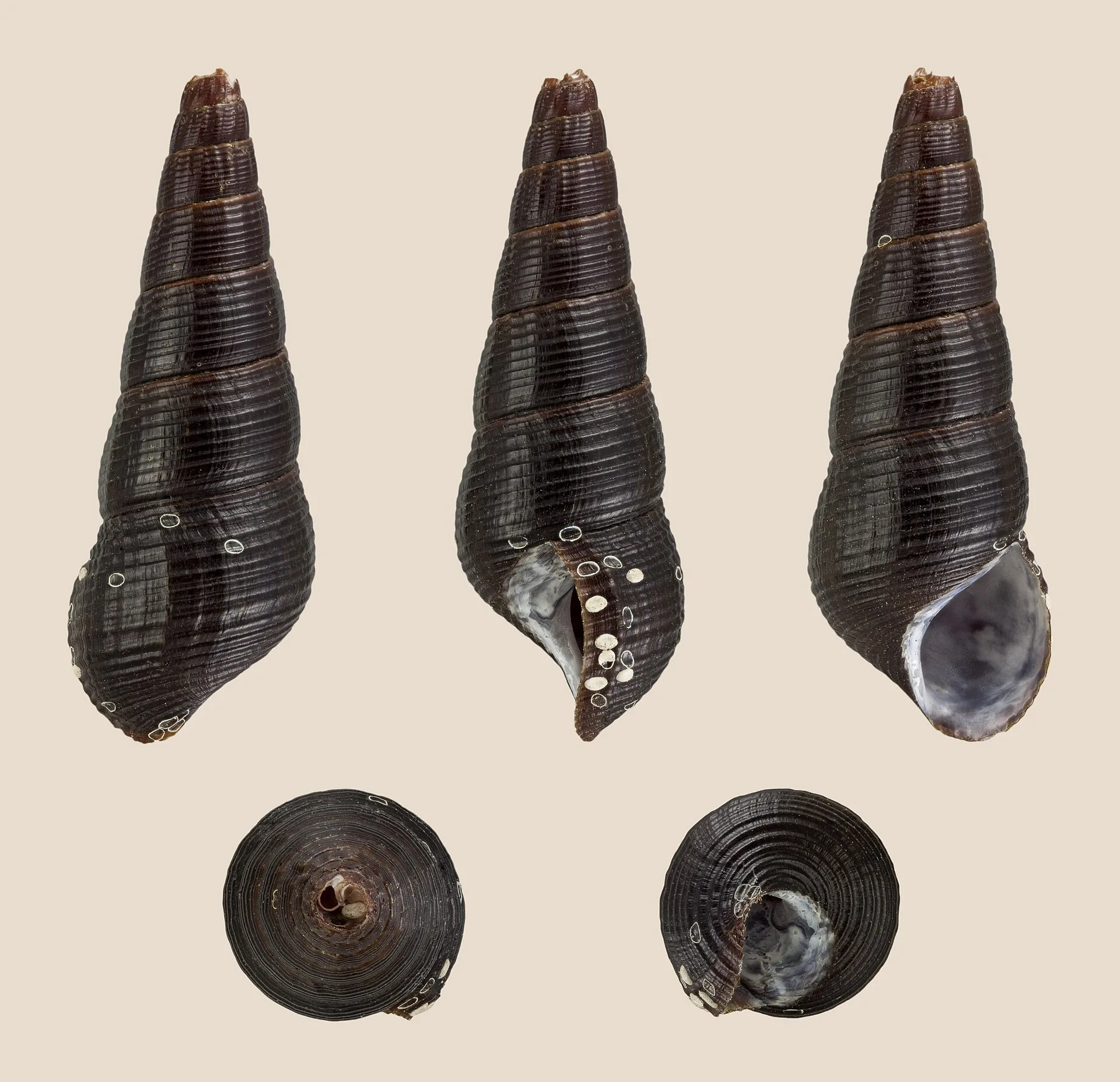 Rabbit Snail in aquarium