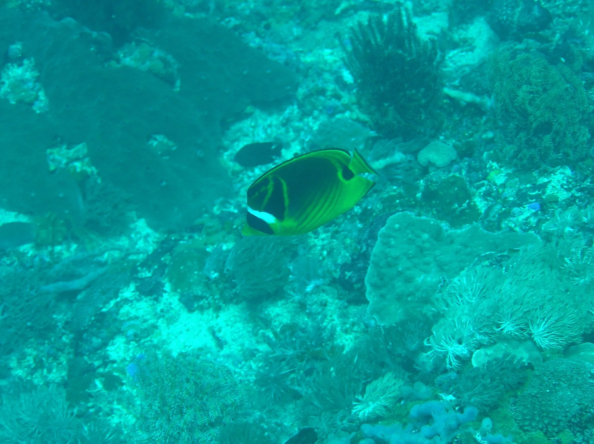 Raccoon Butterflyfish in aquarium