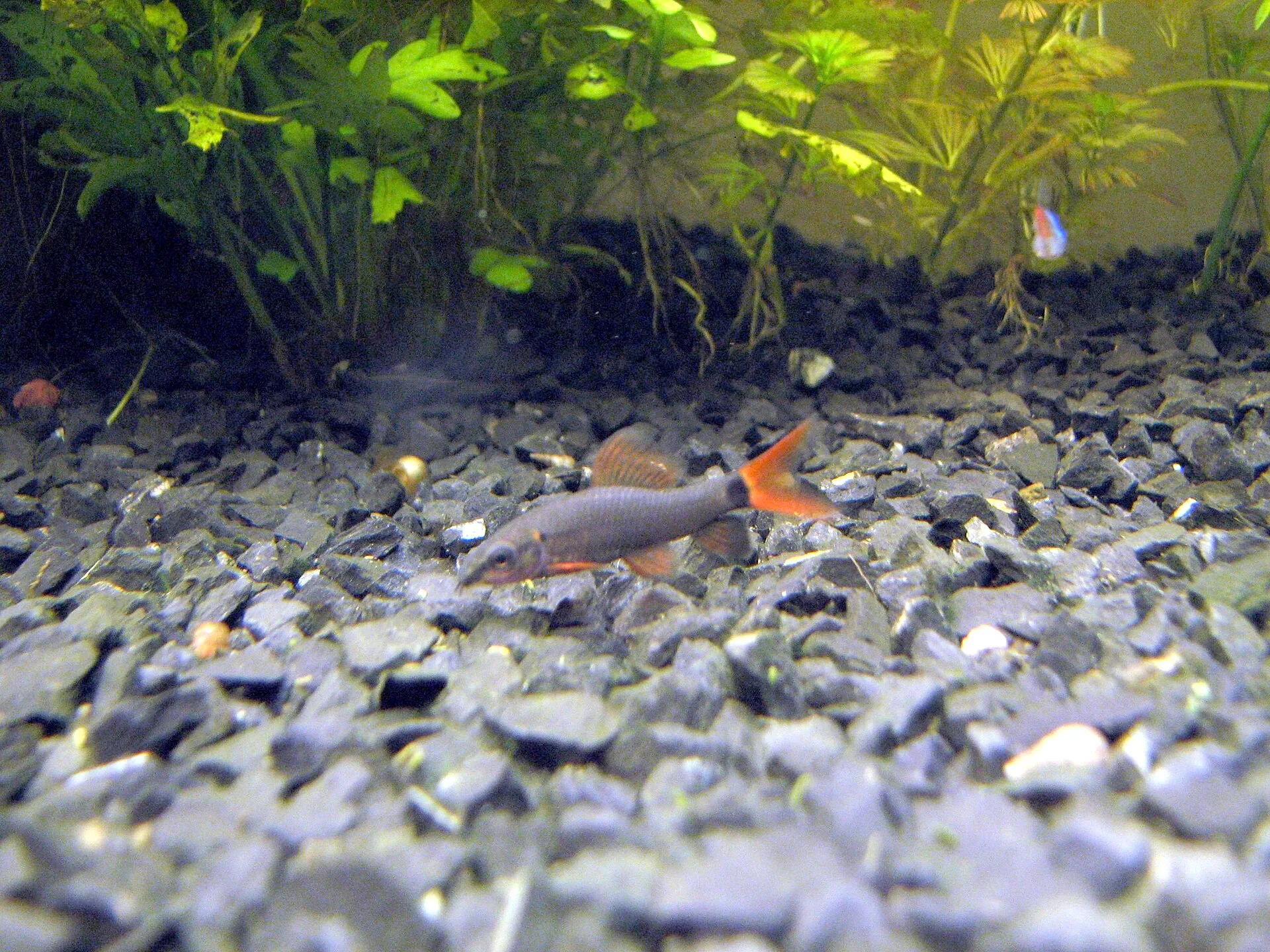 Rainbow Shark aquarium photo