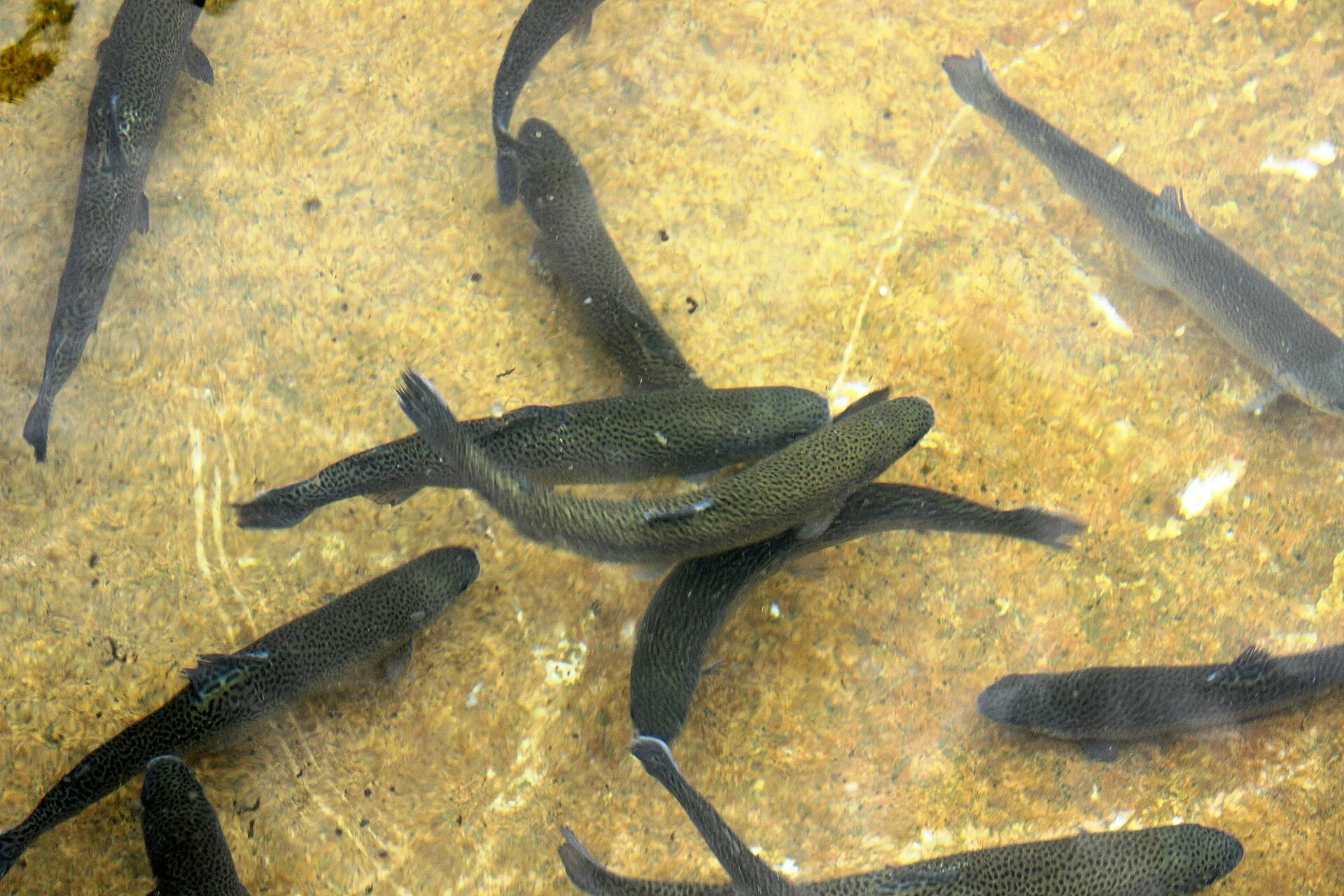 Rainbow Trout aquarium photo