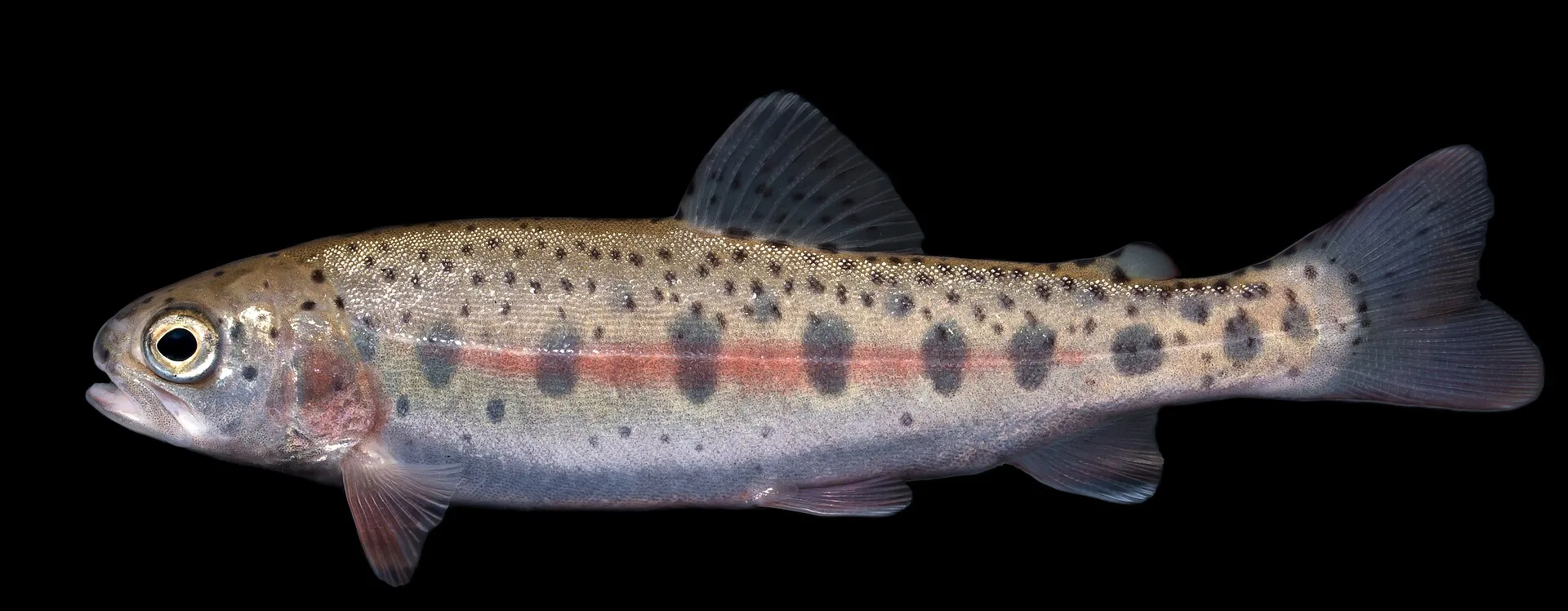 Rainbow Trout aquarium photo