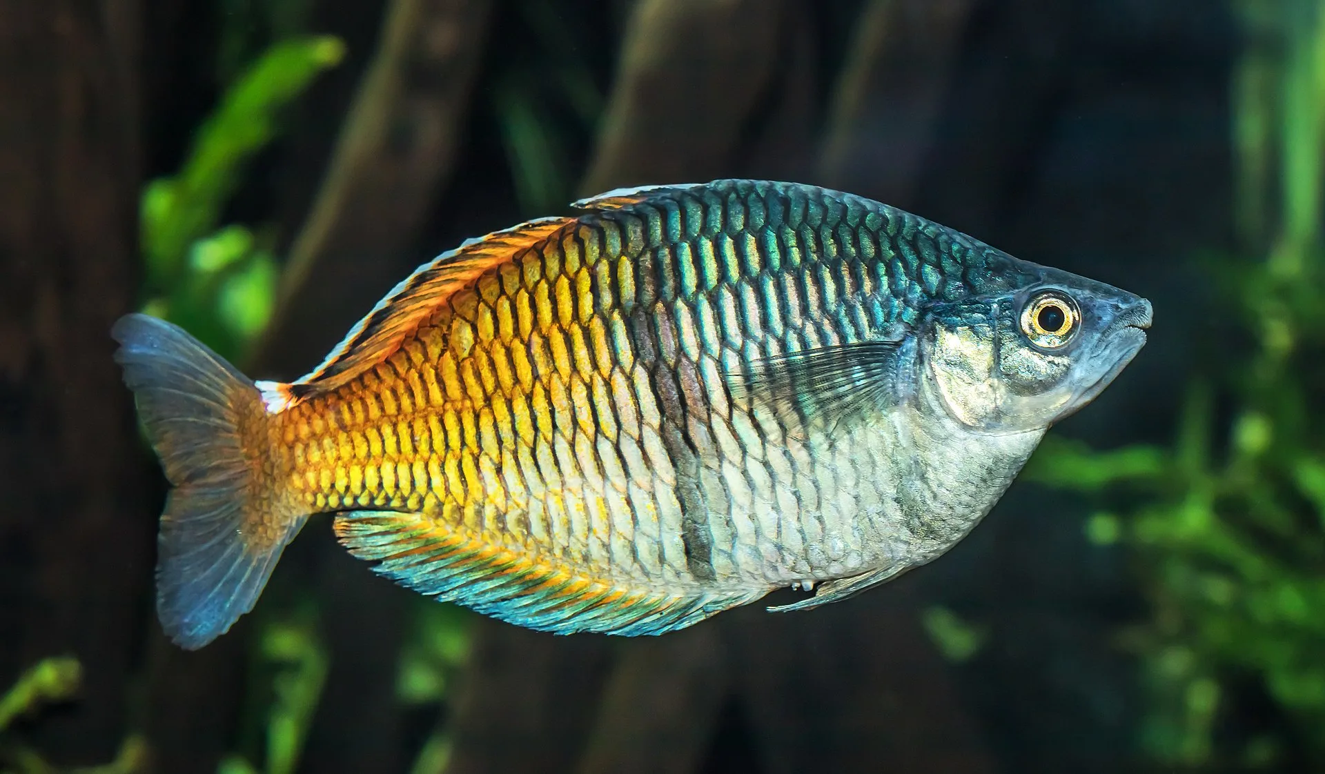 Rainbowfish Species Starter Guide