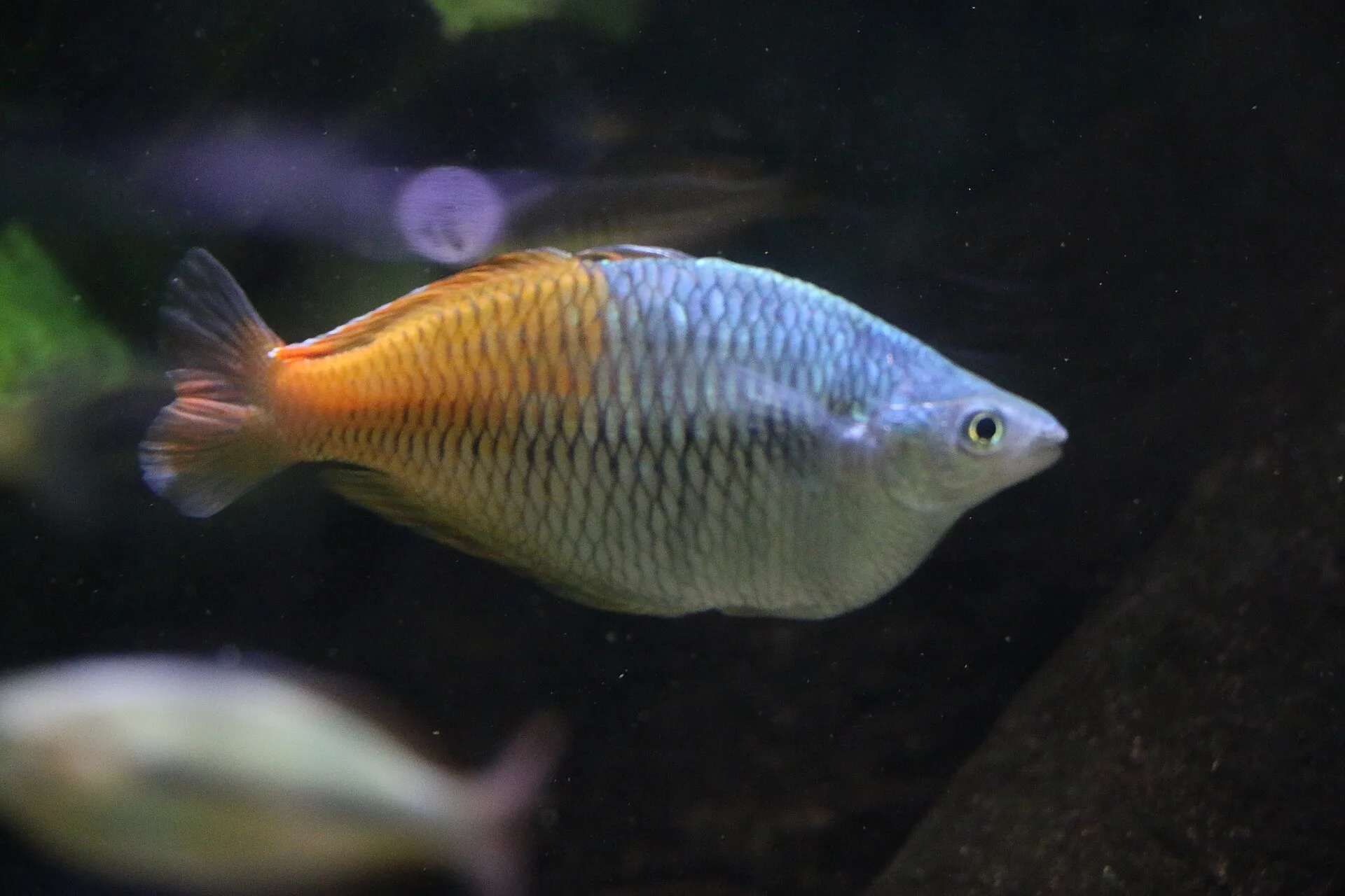 Rainbowfish Species Starter Guide