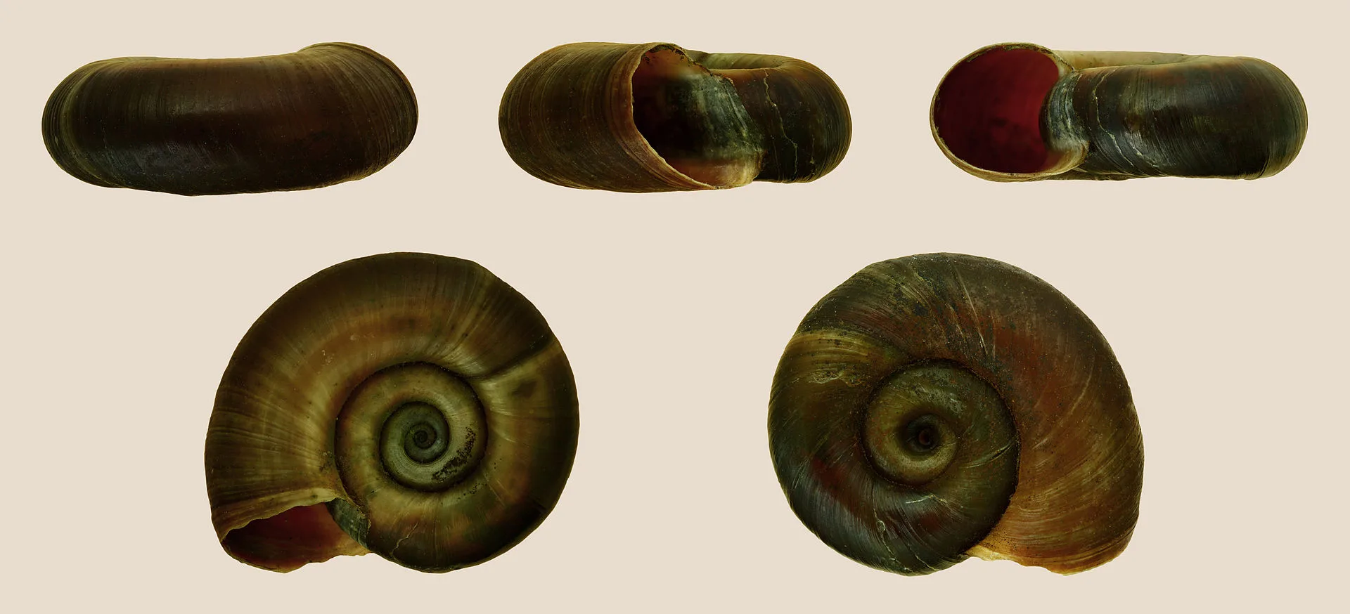 Ramshorn Snail in a freshwater aquarium