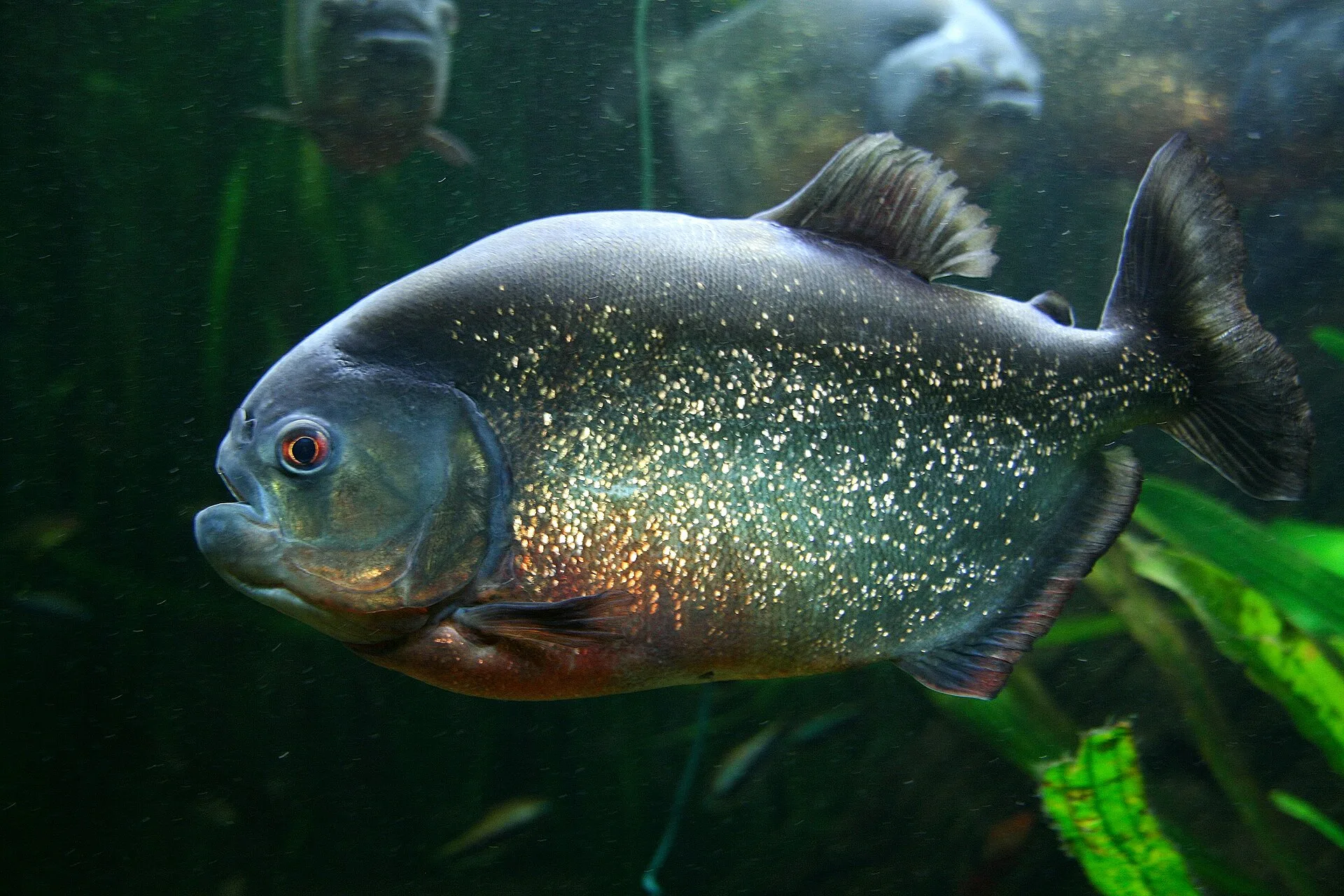 Red-Bellied Piranha aquarium photo