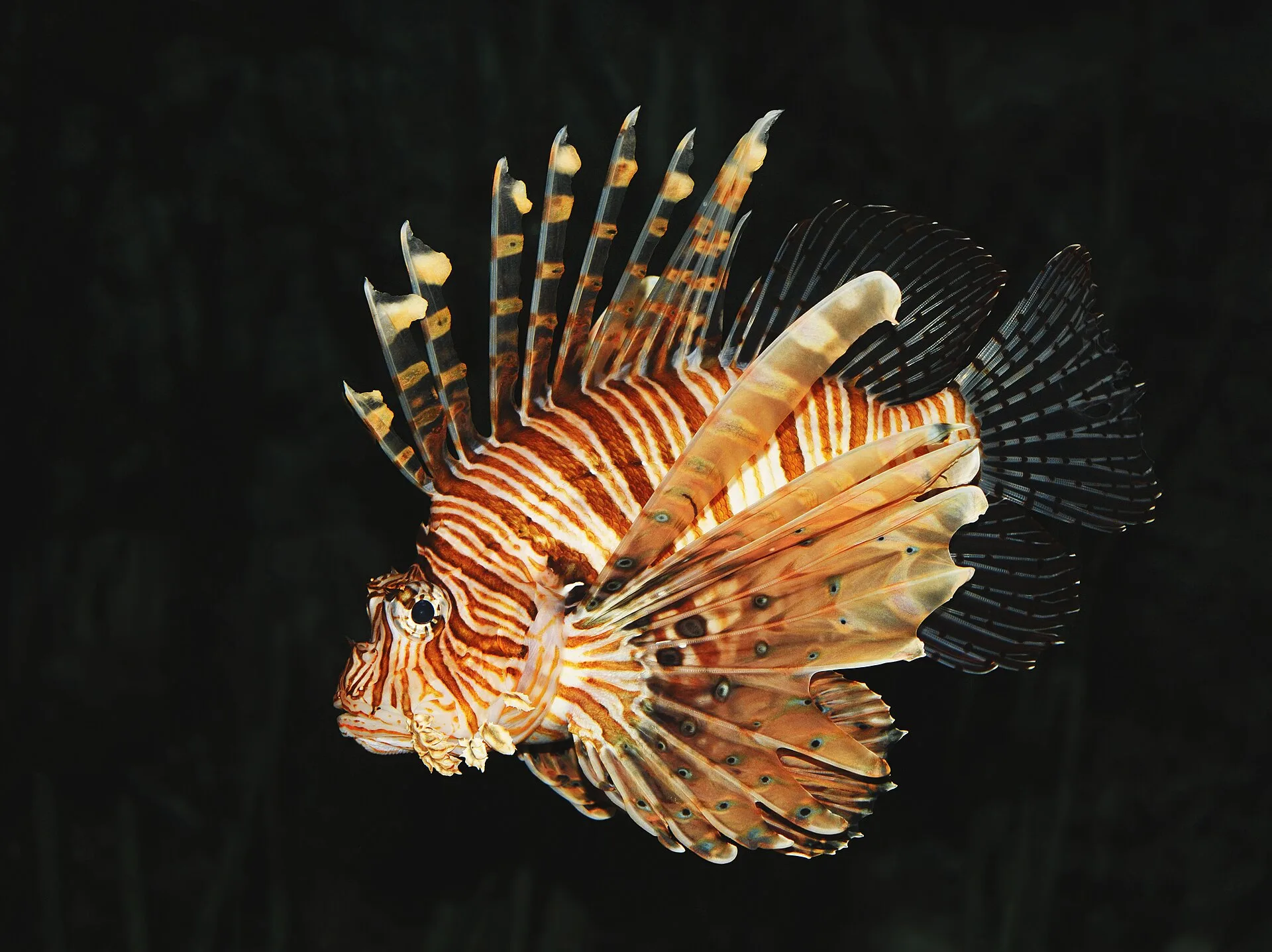 Red Lionfish aquarium photo