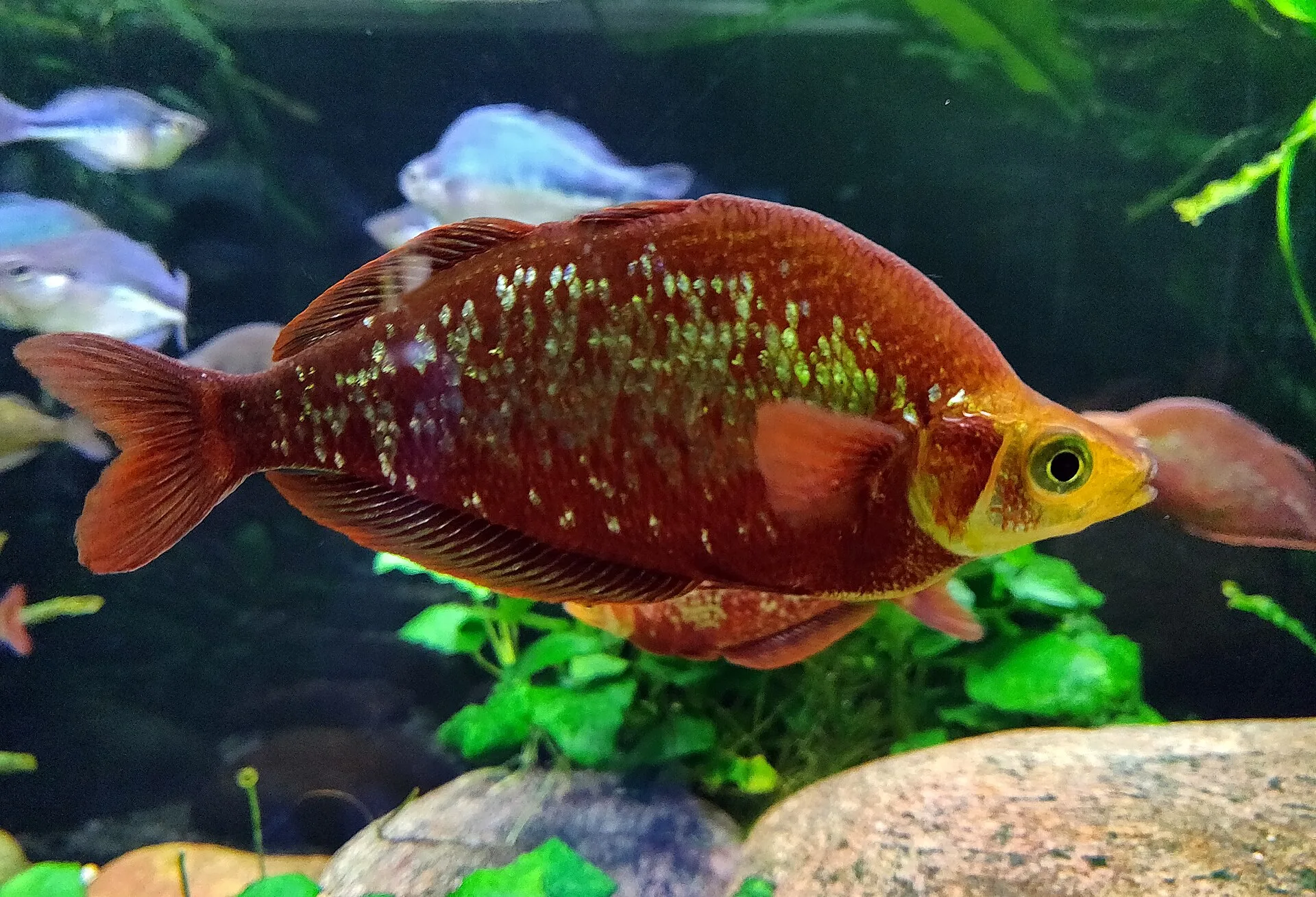 Red Metallic Rainbow aquarium photo