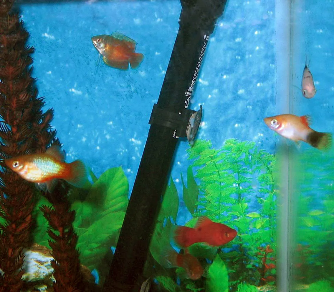 Red Platy aquarium photo