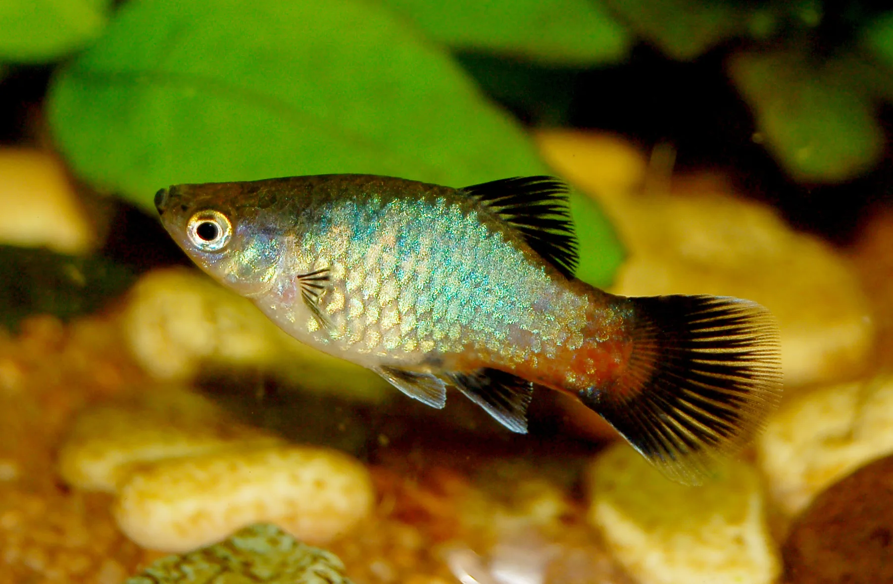 Red Platy aquarium photo