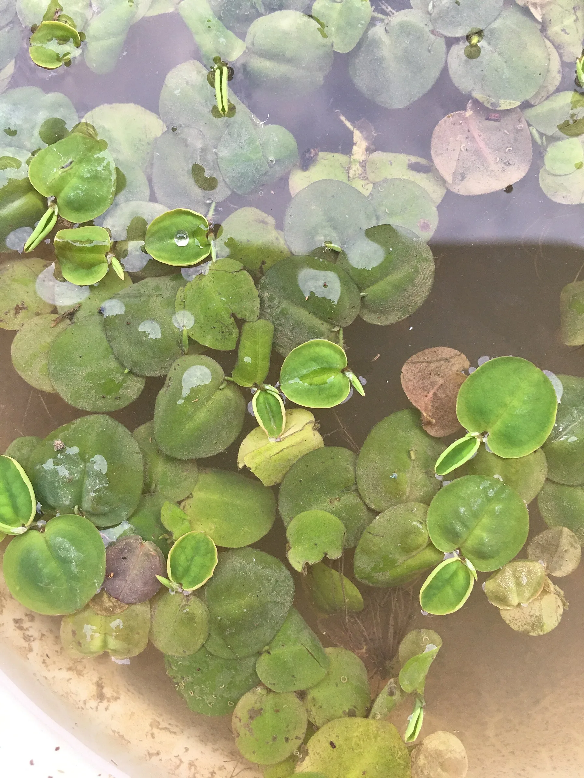 Red Root Floater aquarium plant