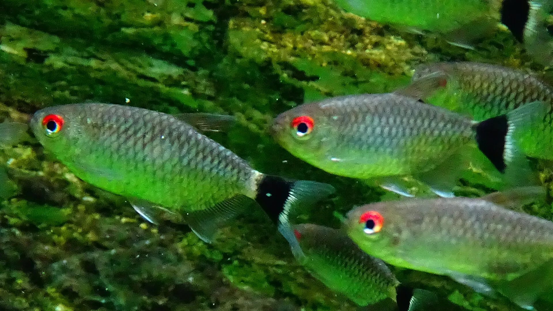 Redeye Tetra aquarium photo