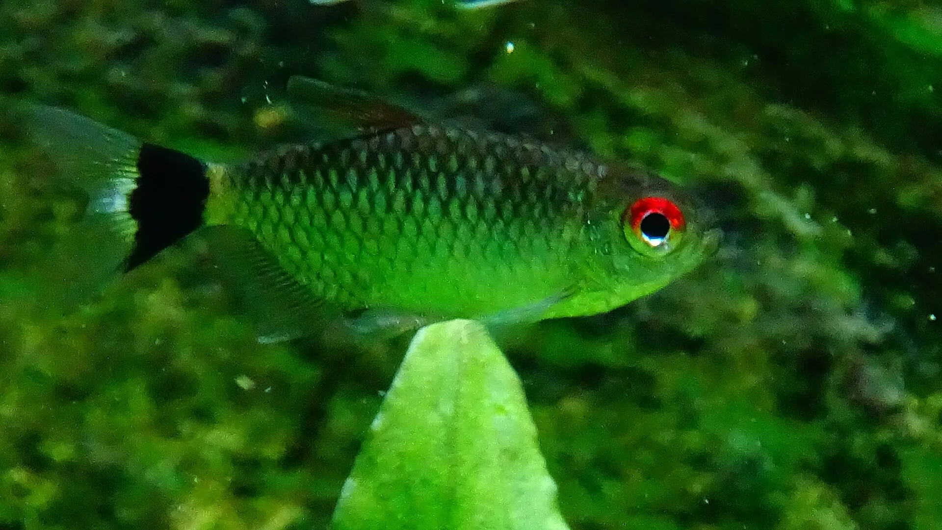 Redeye Tetra aquarium photo