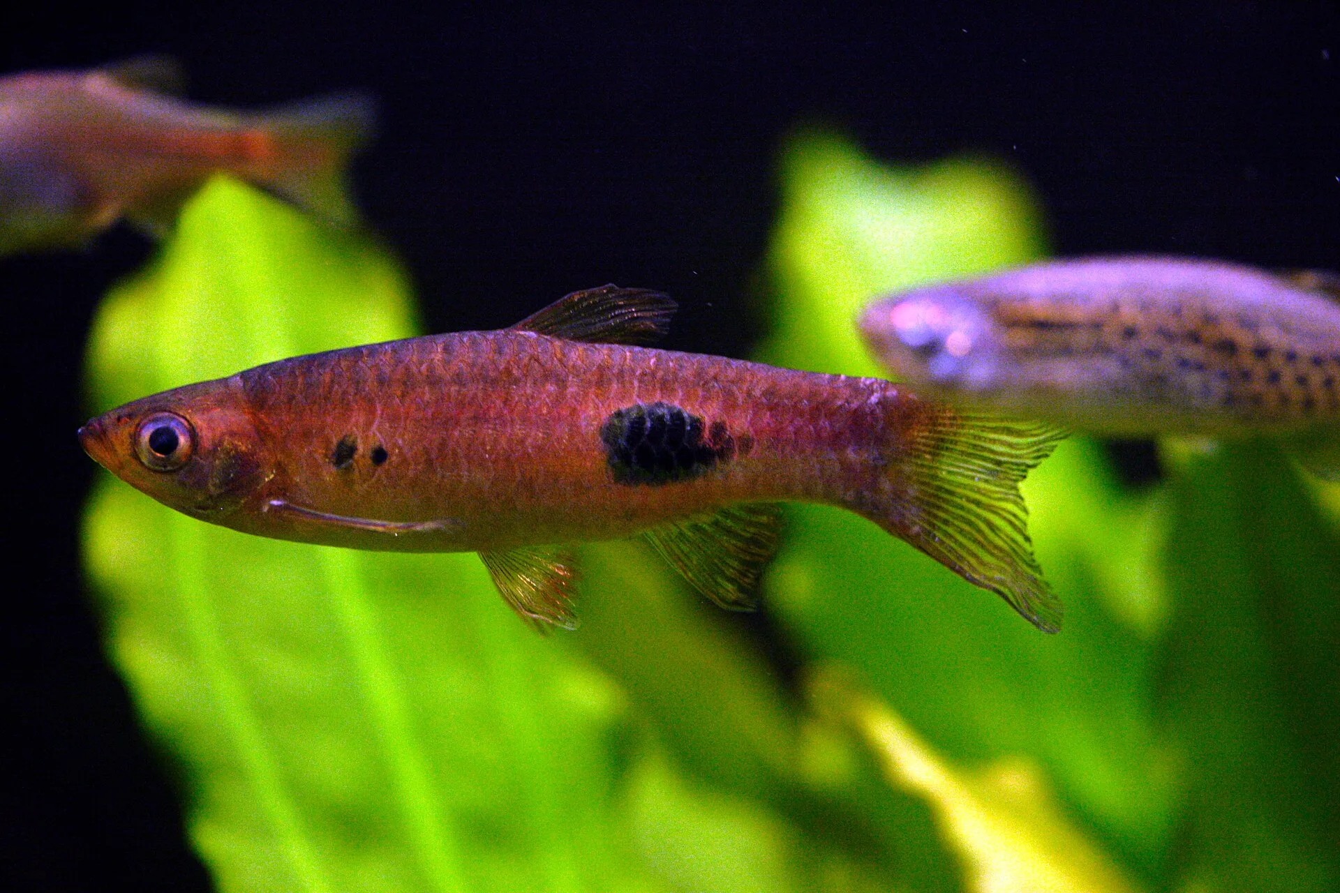 Redline Rasbora aquarium photo