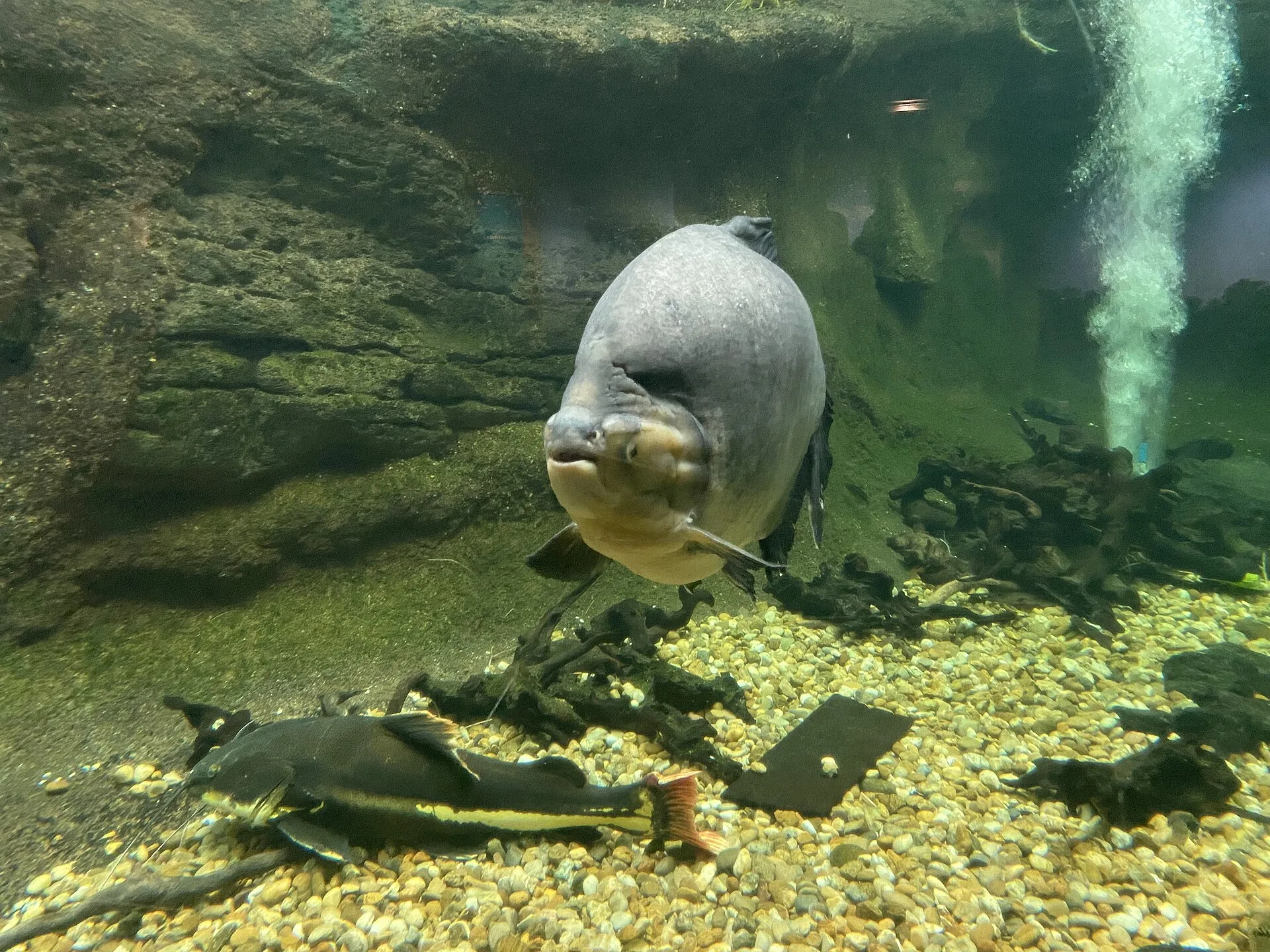 Redtail Catfish aquarium photo