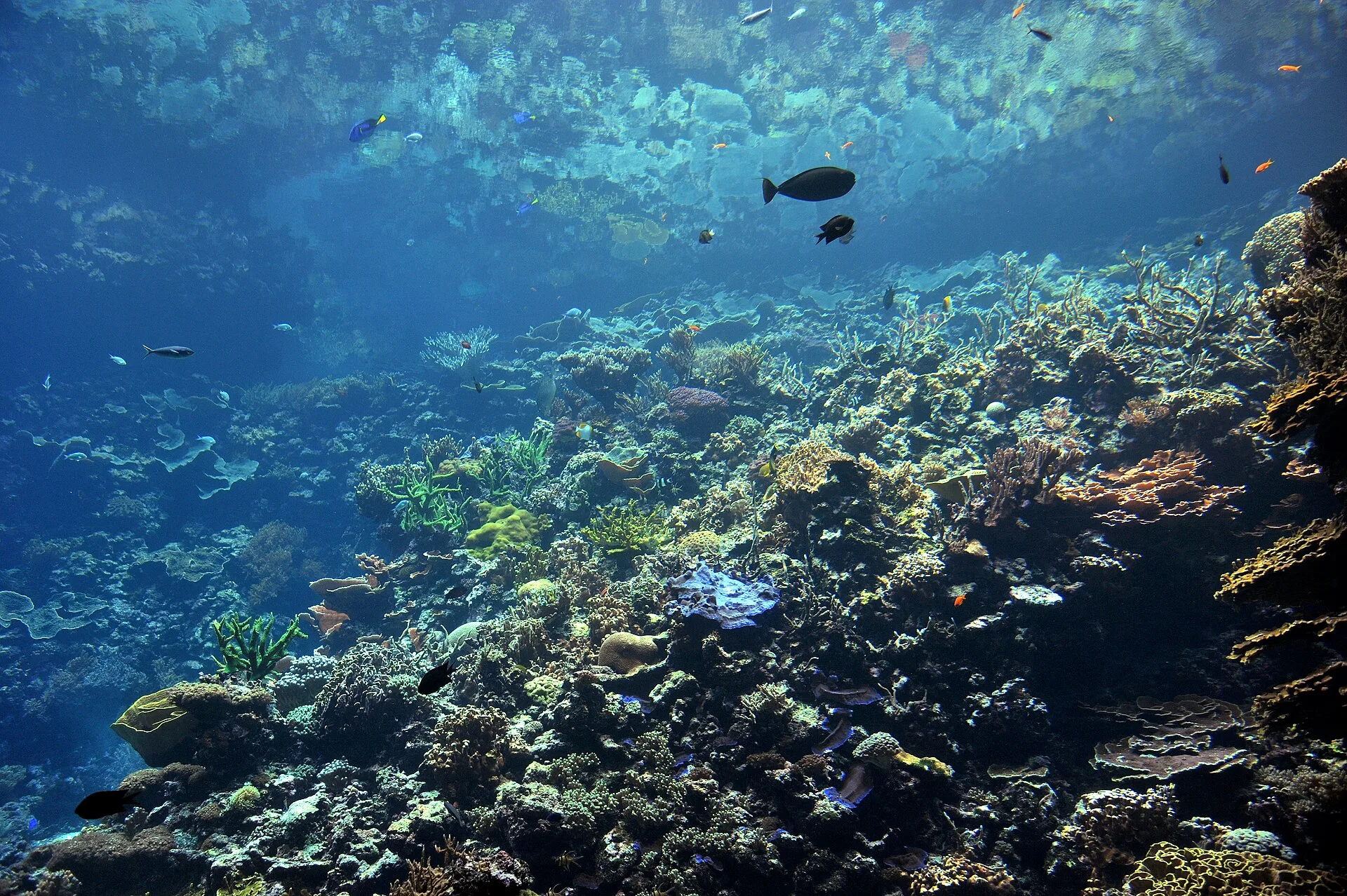 Reef Fish Feeding Schedule for Saltwater Tanks