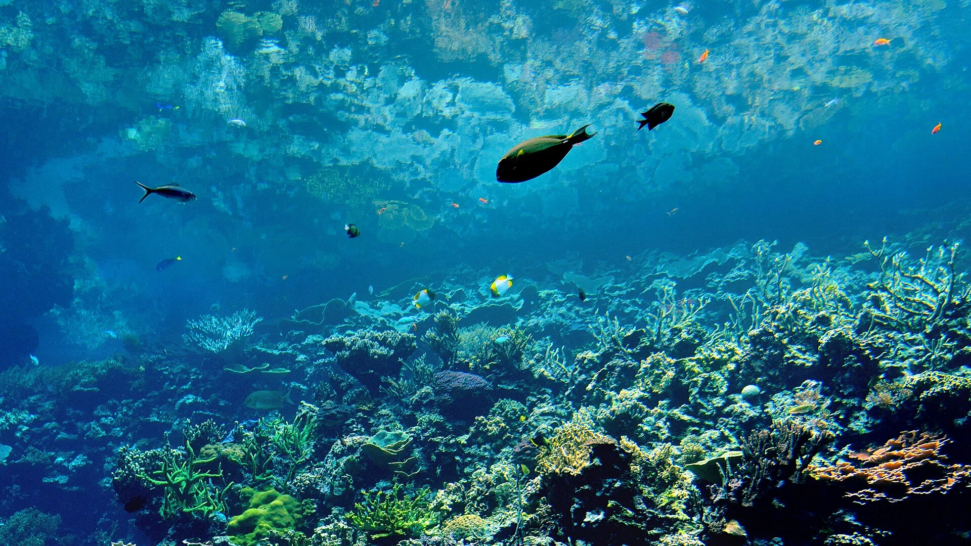 Reef aquarium with marine fish