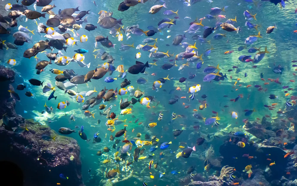 Mysis-based feeding for saltwater fish