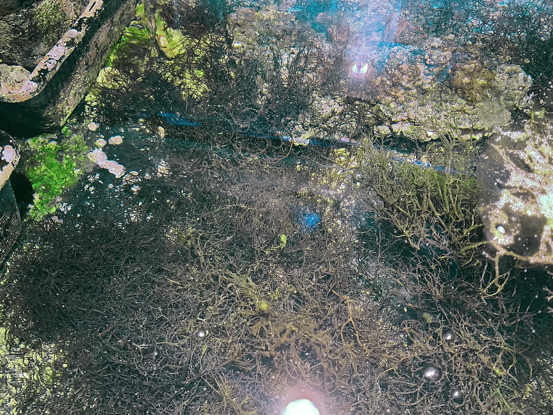 Reef Sumps and Refugiums