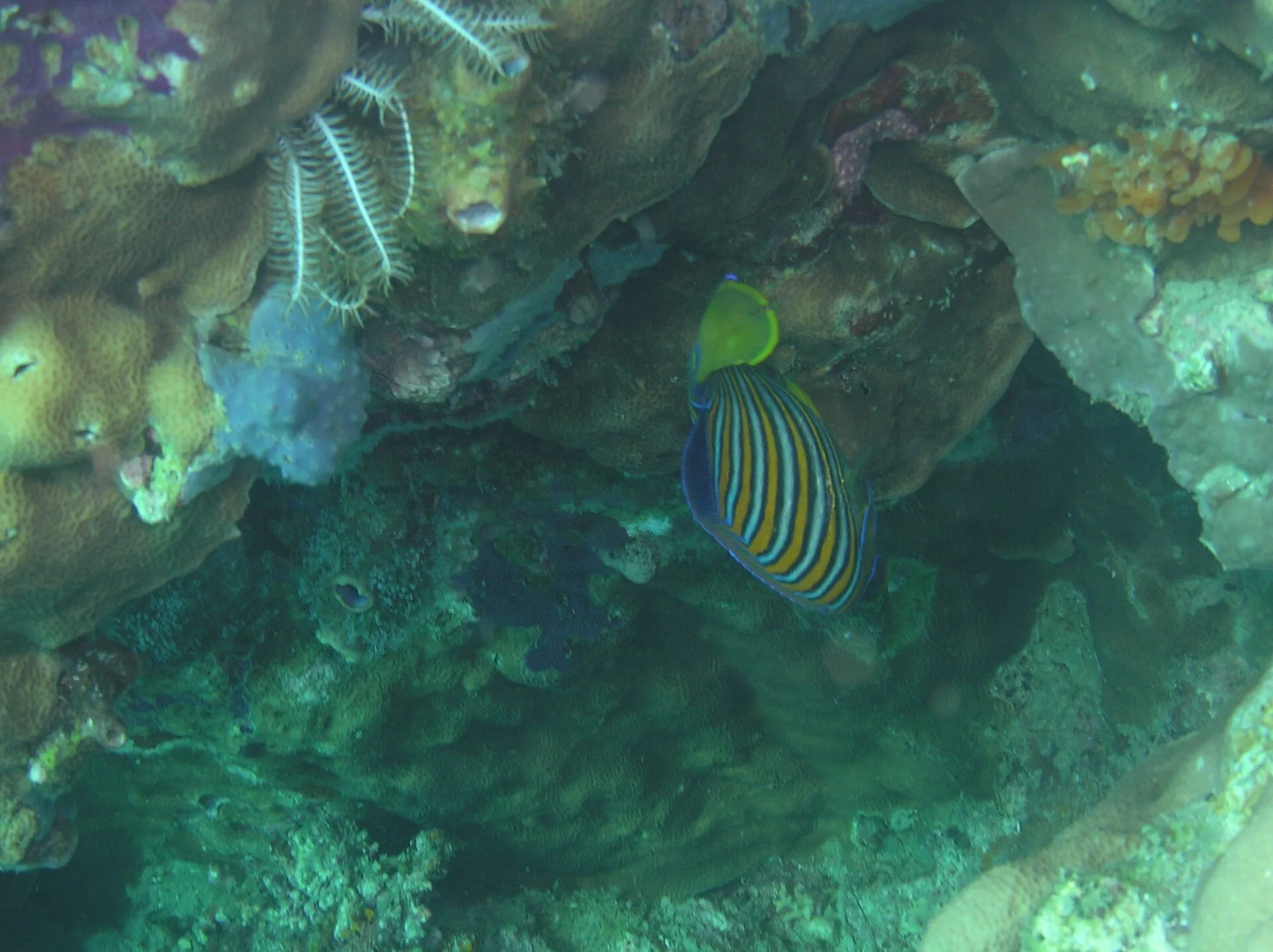 Regal Angelfish aquarium photo