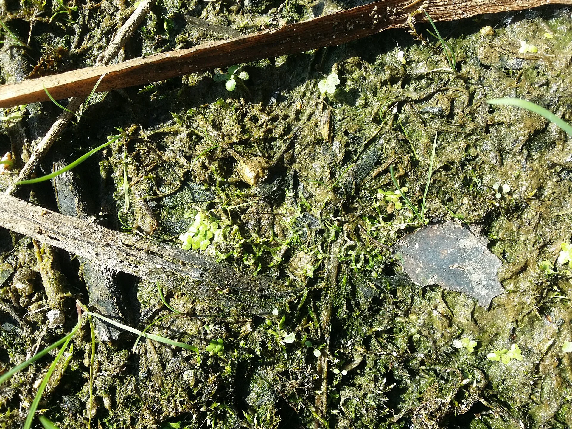 Riccia fluitans (Riccia fluitans)