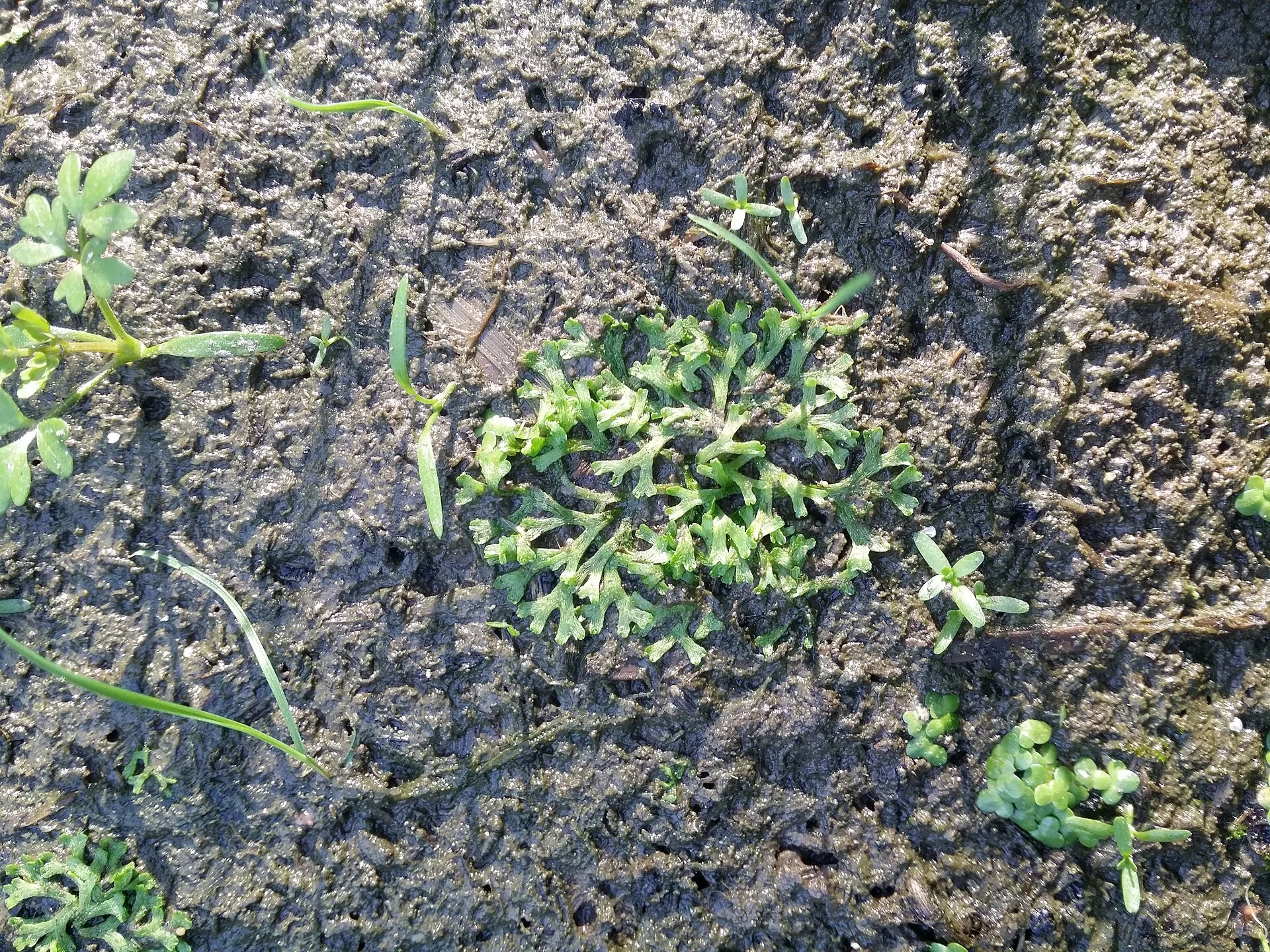 Riccia fluitans aquarium plant