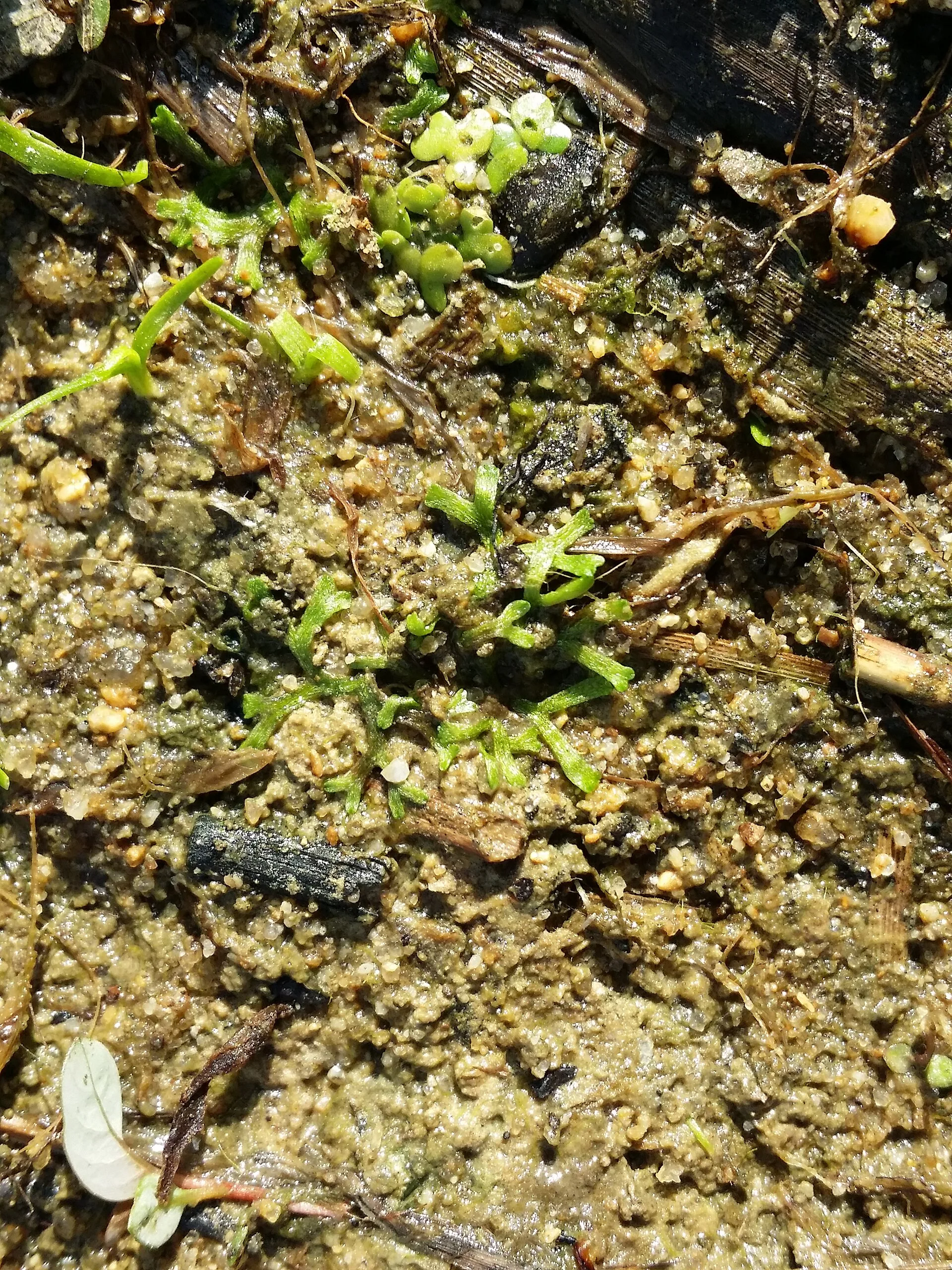 Riccia fluitans growing in a planted tank