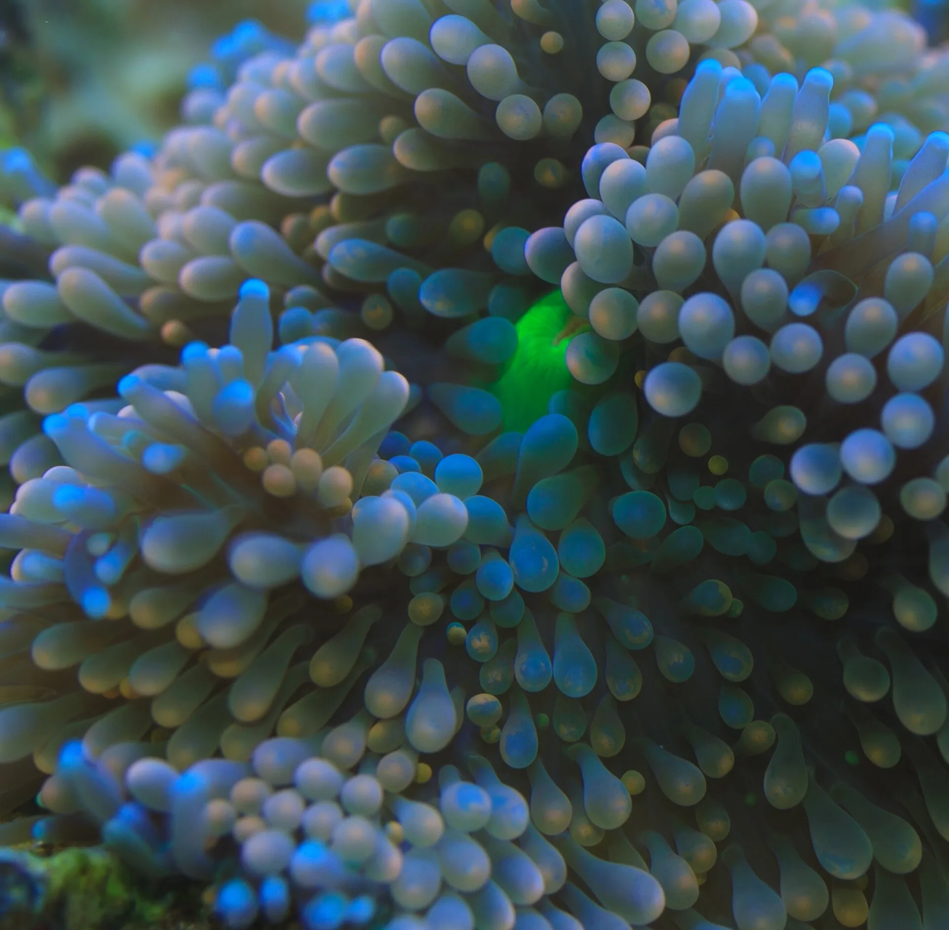 Ricordea in a reef aquarium
