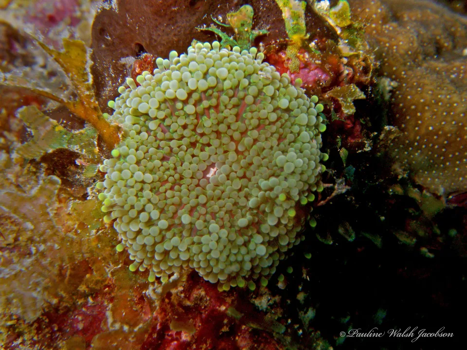Ricordea polyp and tissue detail