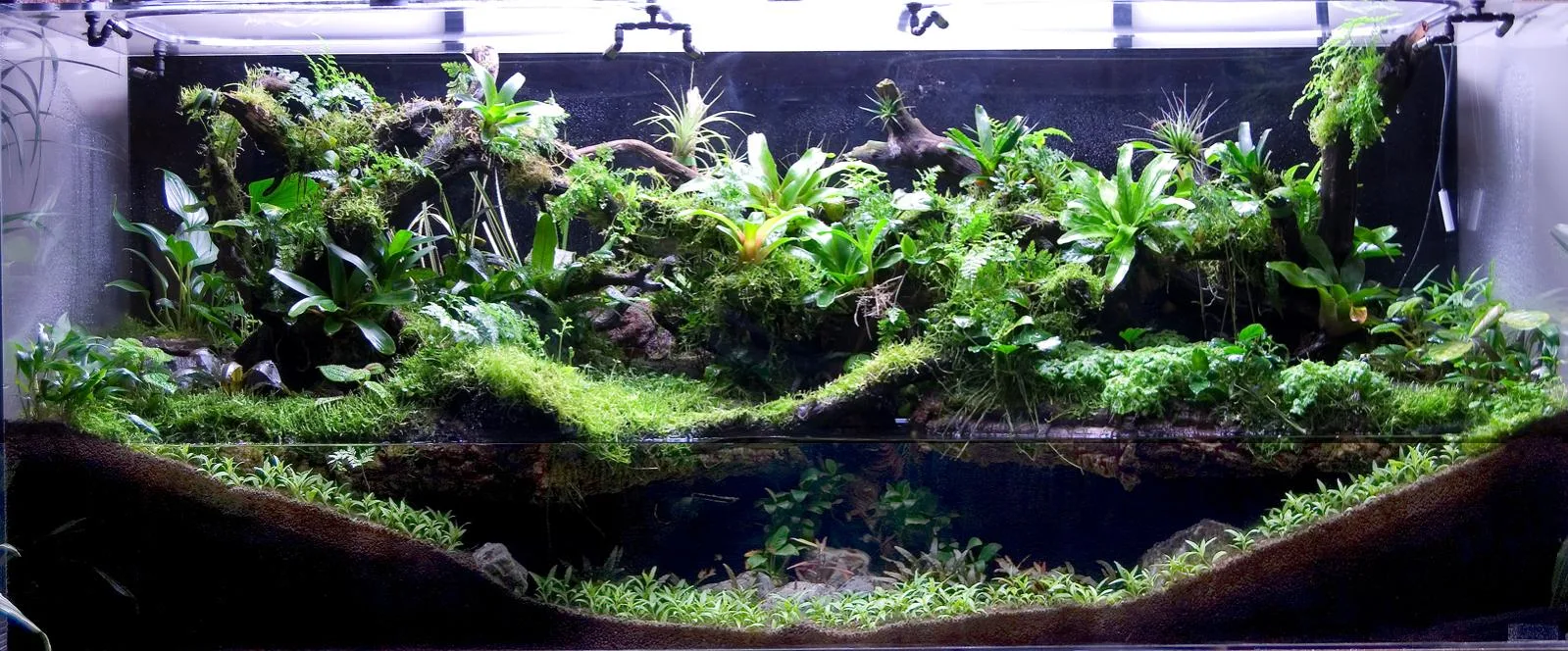 Riparium-style aquarium with plants growing above the waterline