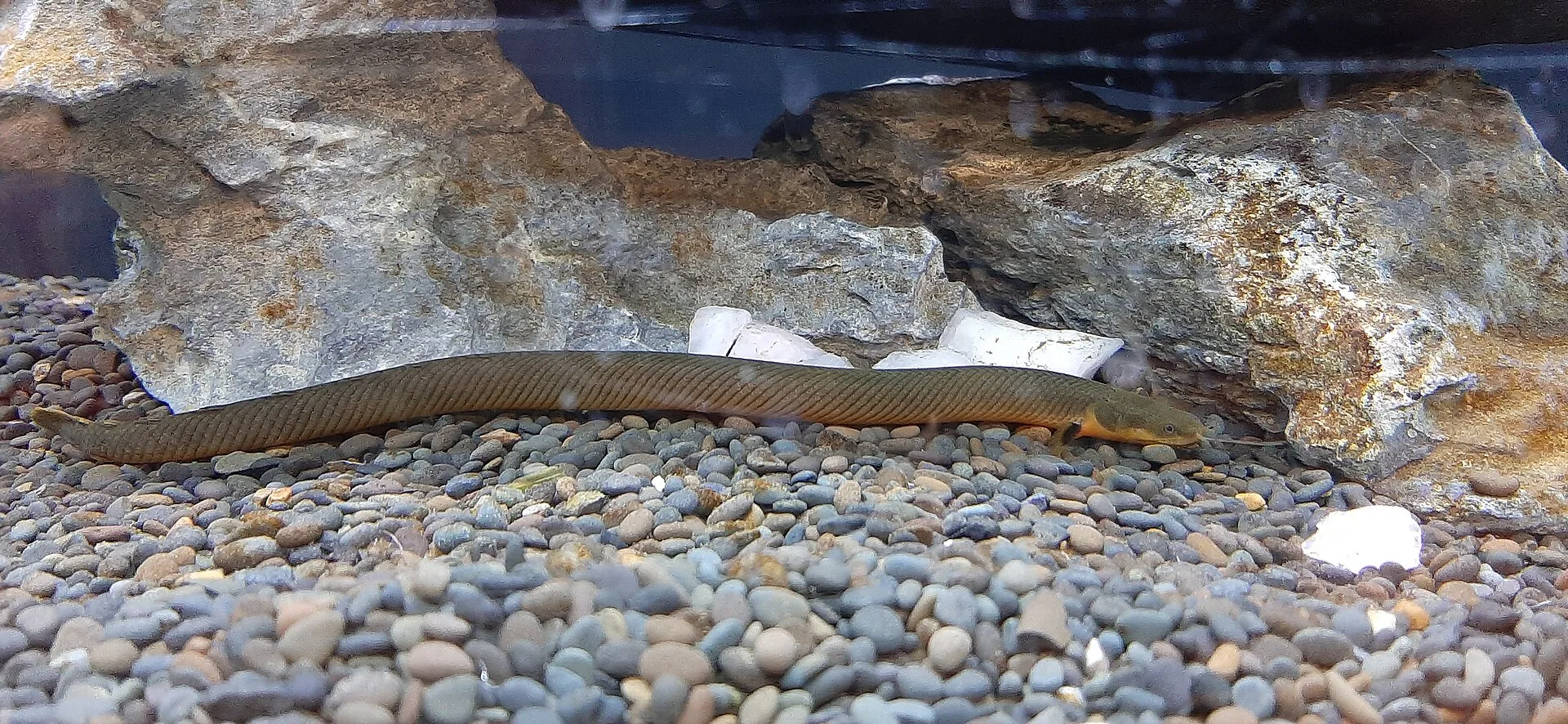 Ropefish (Erpetoichthys calabaricus)
