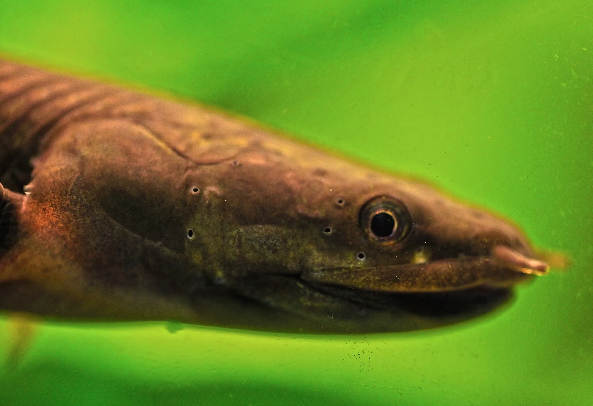 Ropefish in aquarium