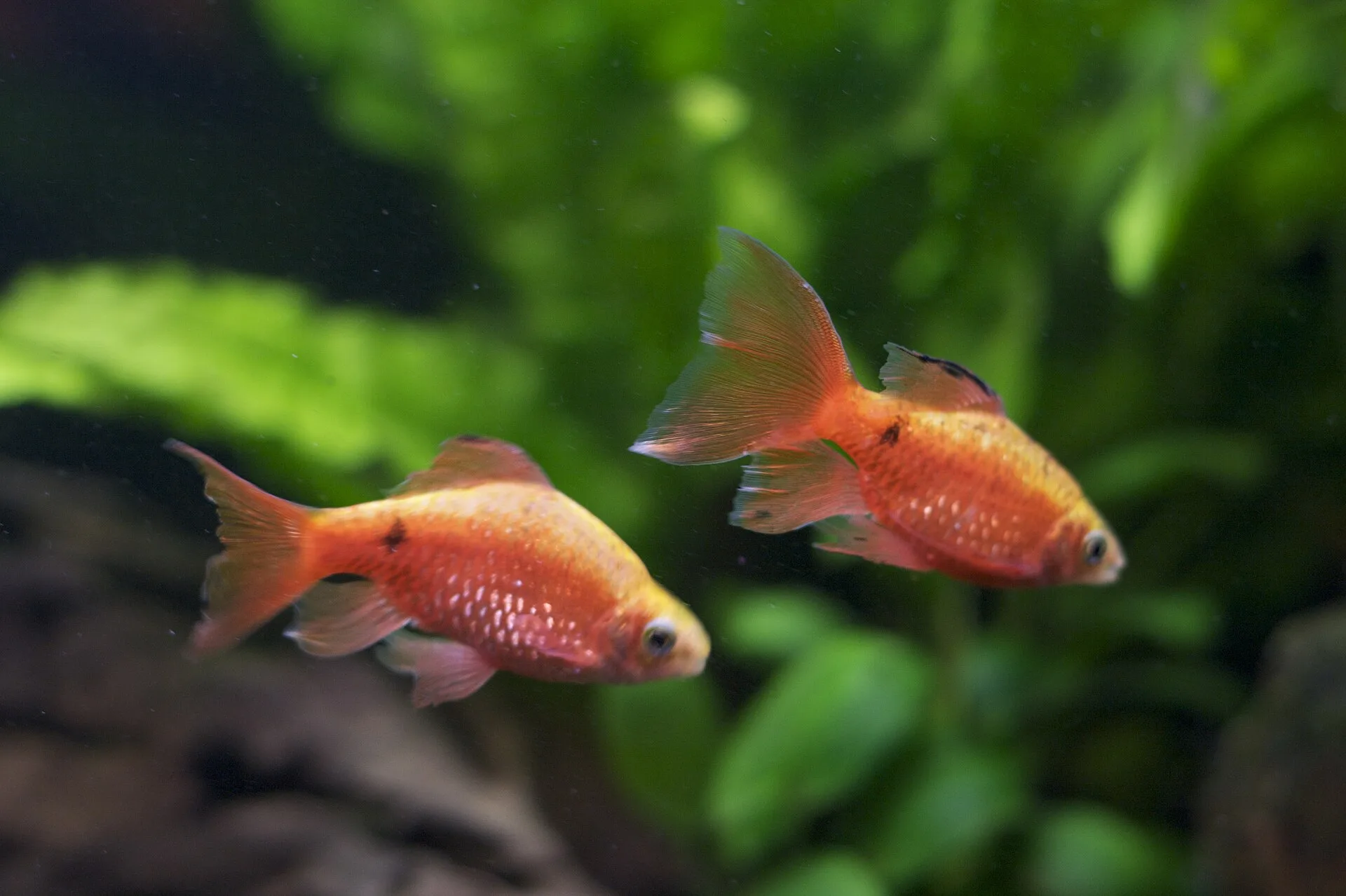 Rosy Barb aquarium photo